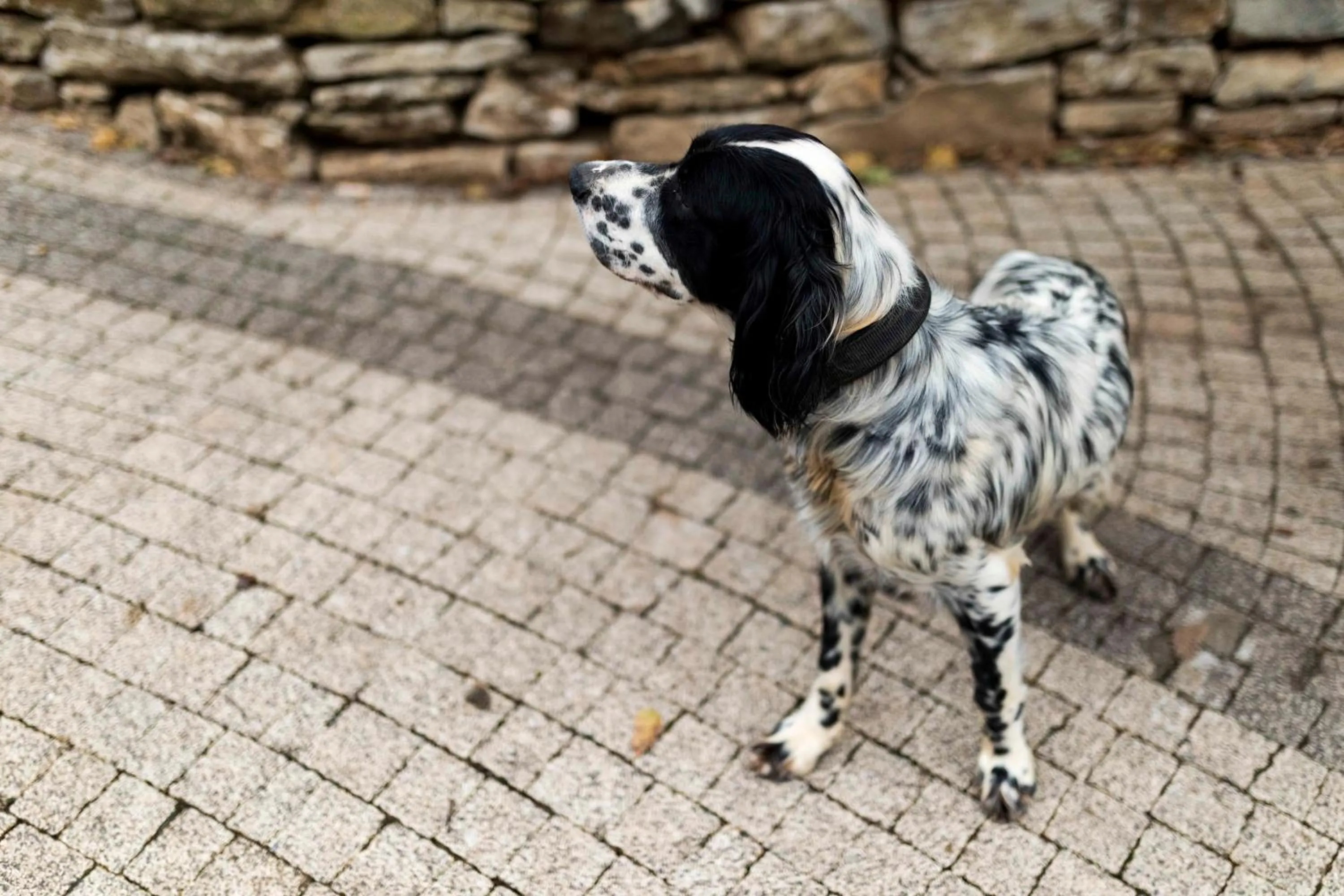 Pets in Kerpe Diem Otel