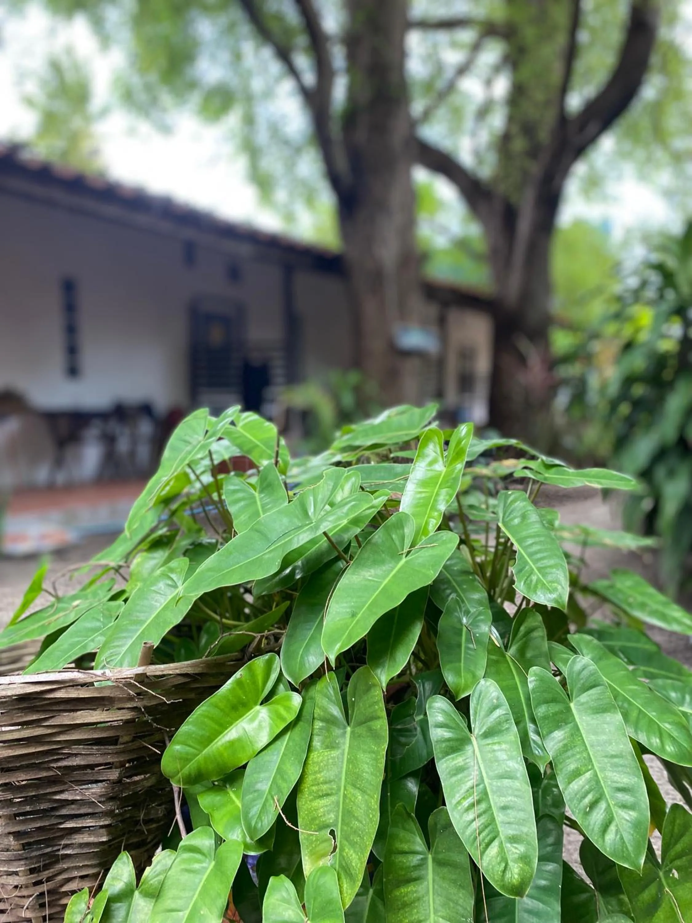 Garden view in Adang Sea Divers & Eco Lodge