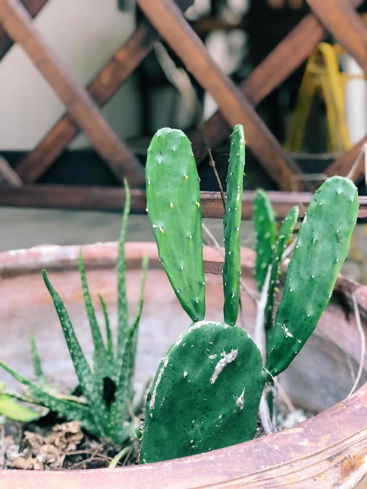 Garden in Adang Sea Divers & Eco Lodge