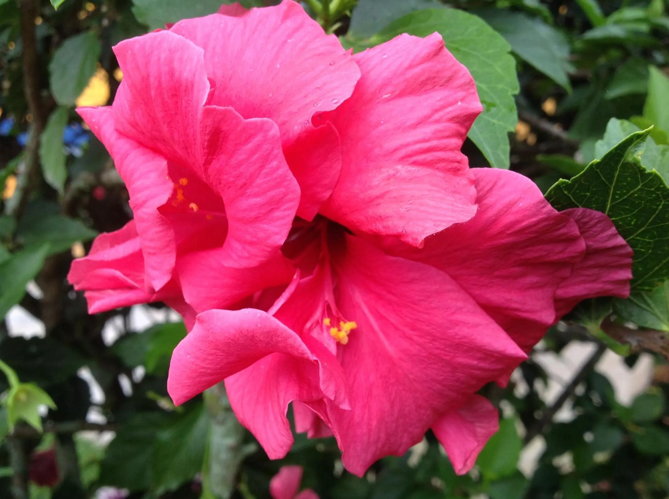 Decorative detail in Hotel Central Boquete