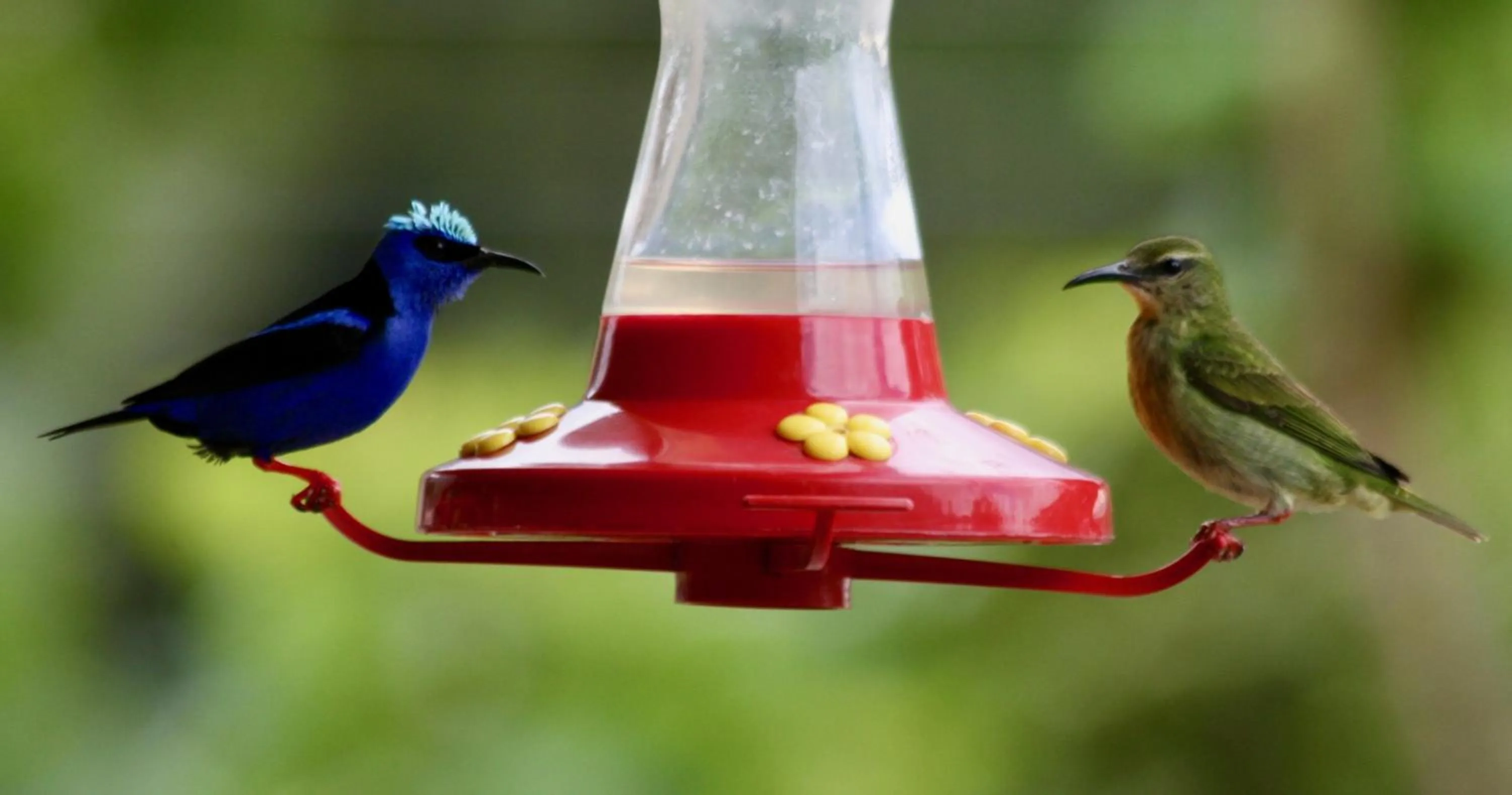 Bird's eye view in Hotel Central Boquete