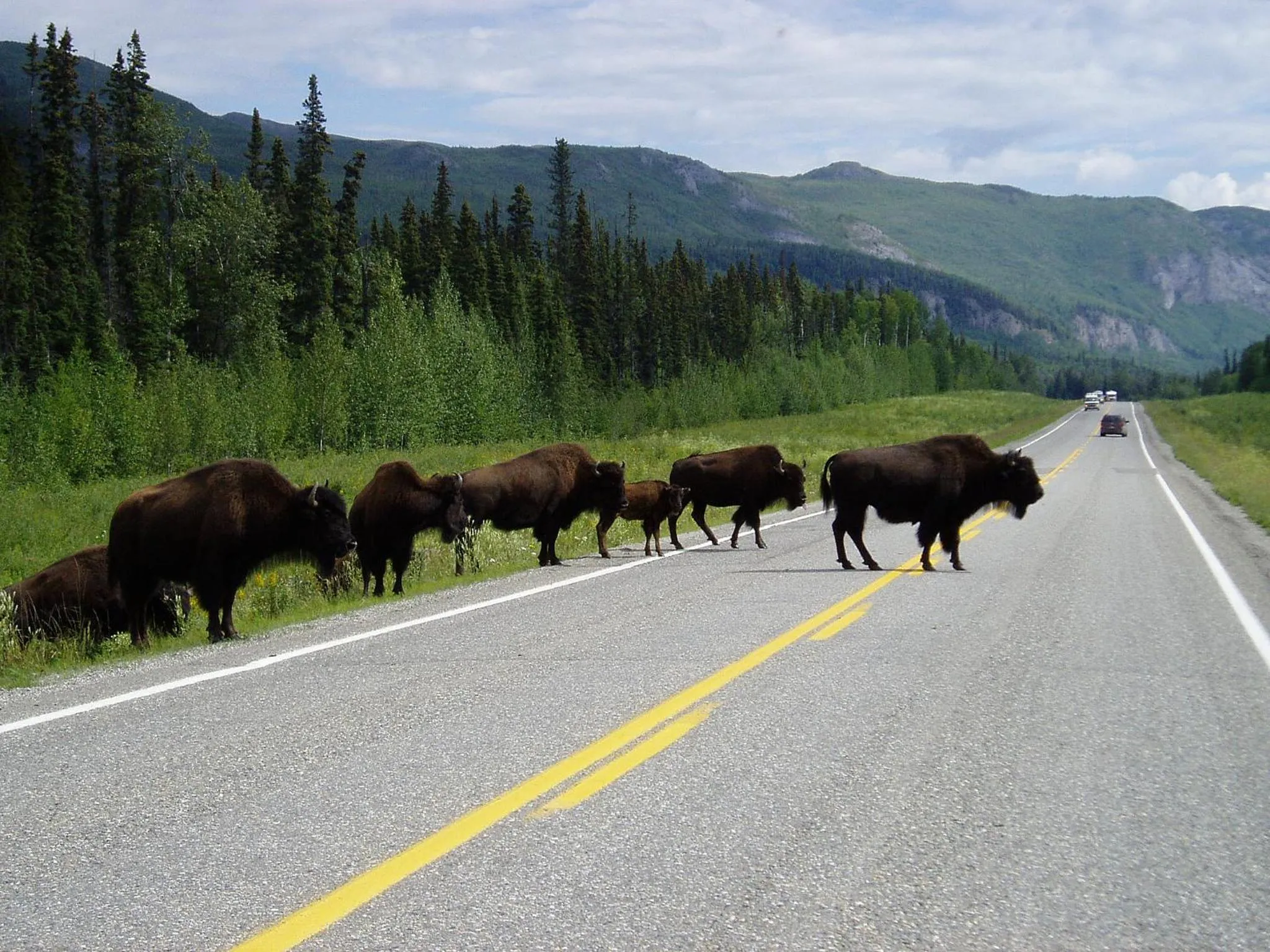 Animals in Northern Rockies Lodge