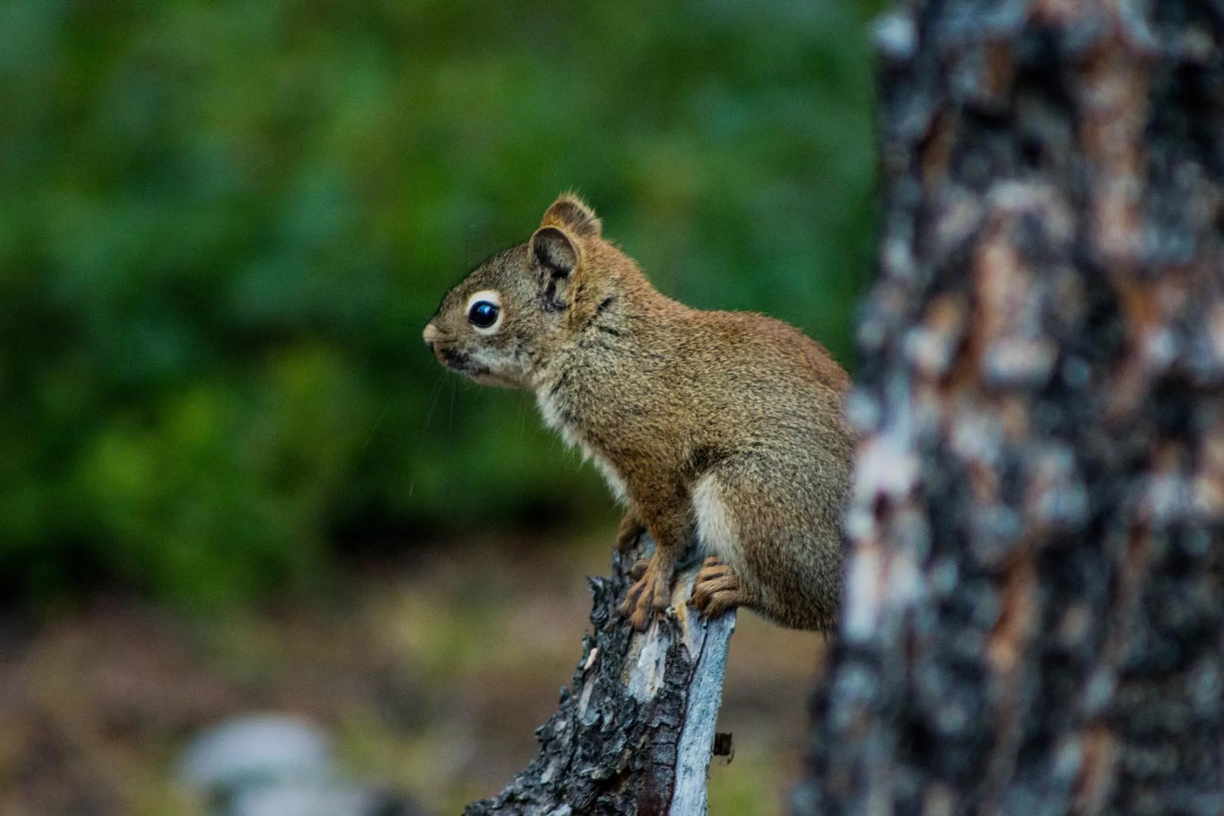 Animals in Northern Rockies Lodge