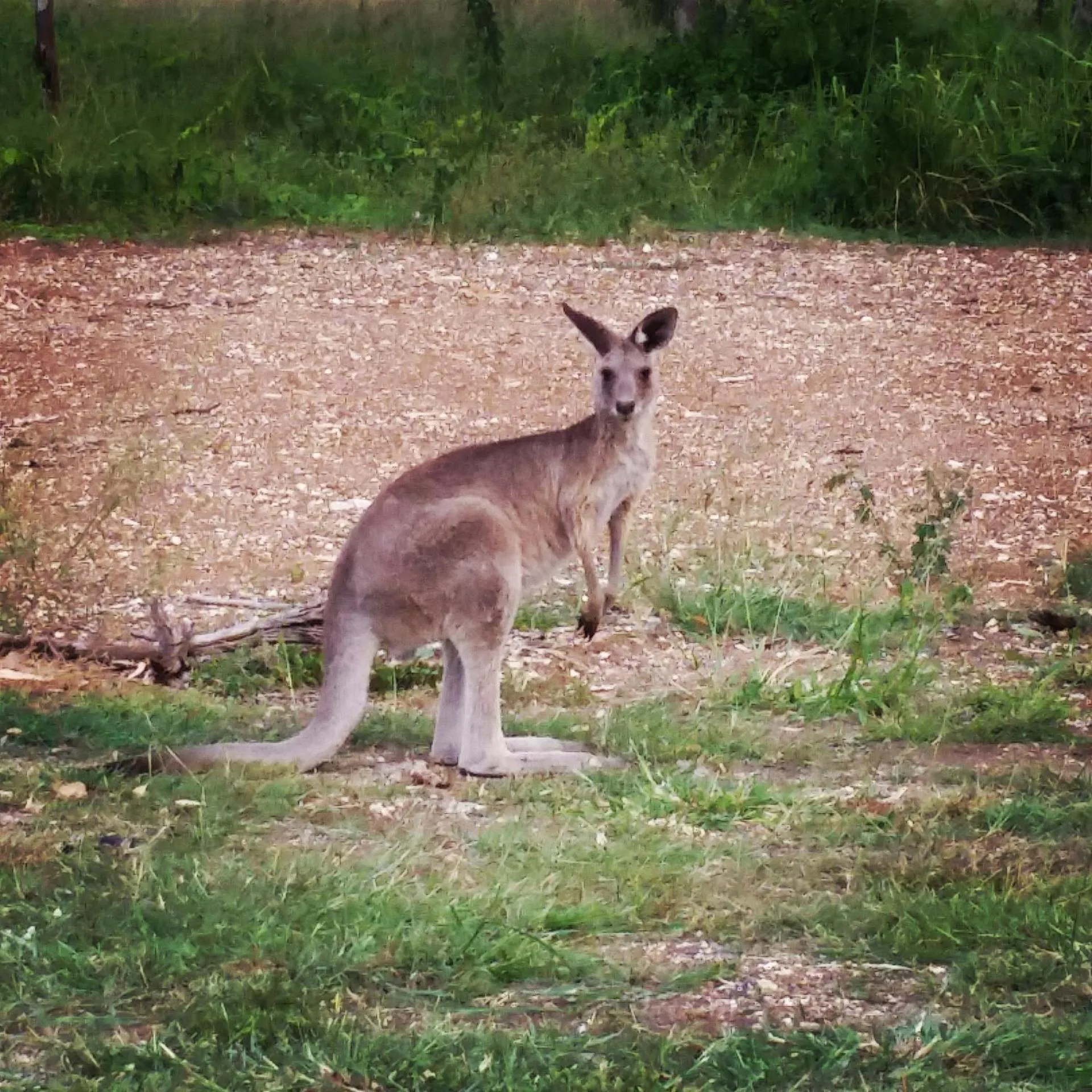 Animals in Casa Nostra Motel