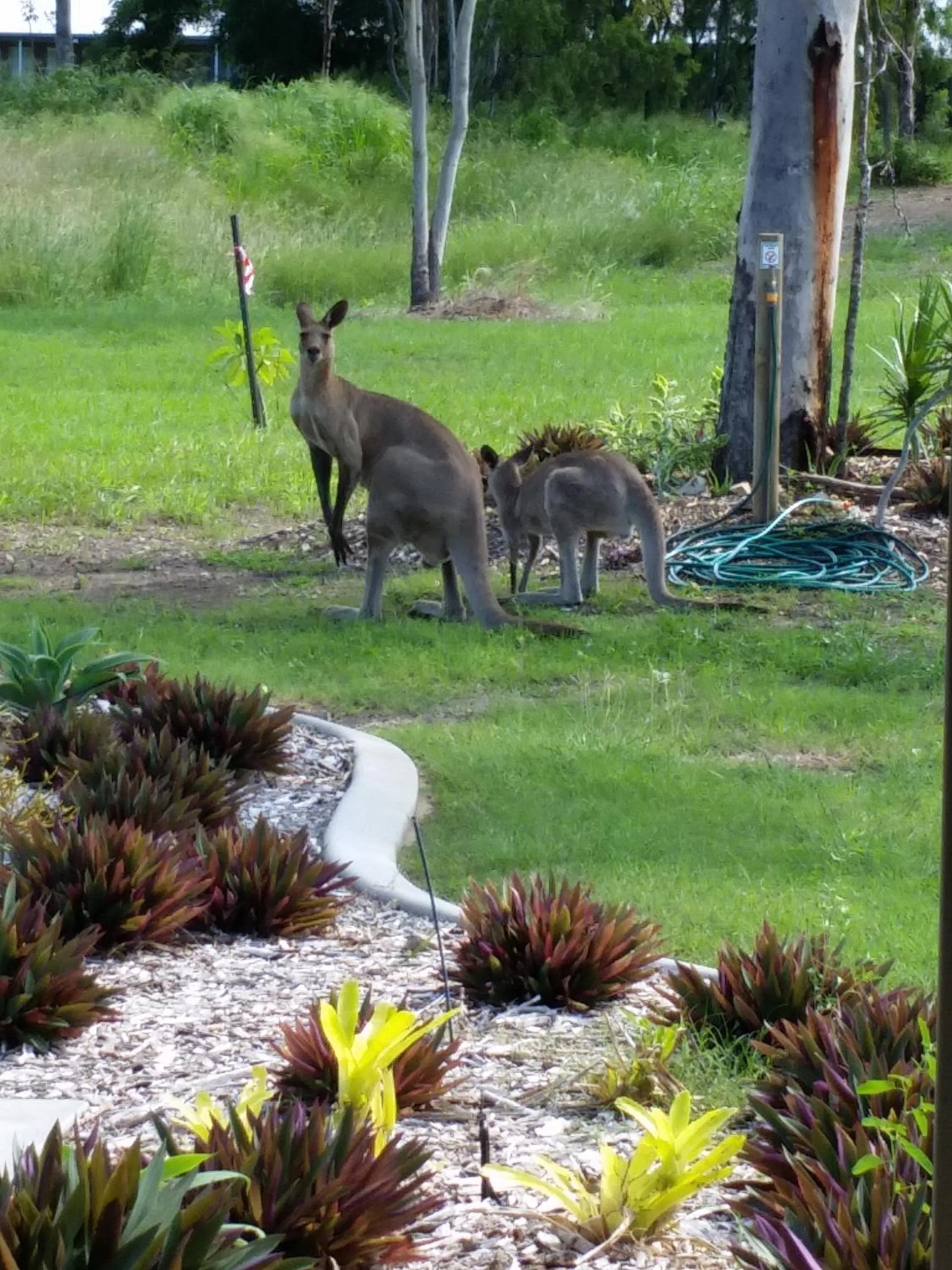 Animals in Casa Nostra Motel