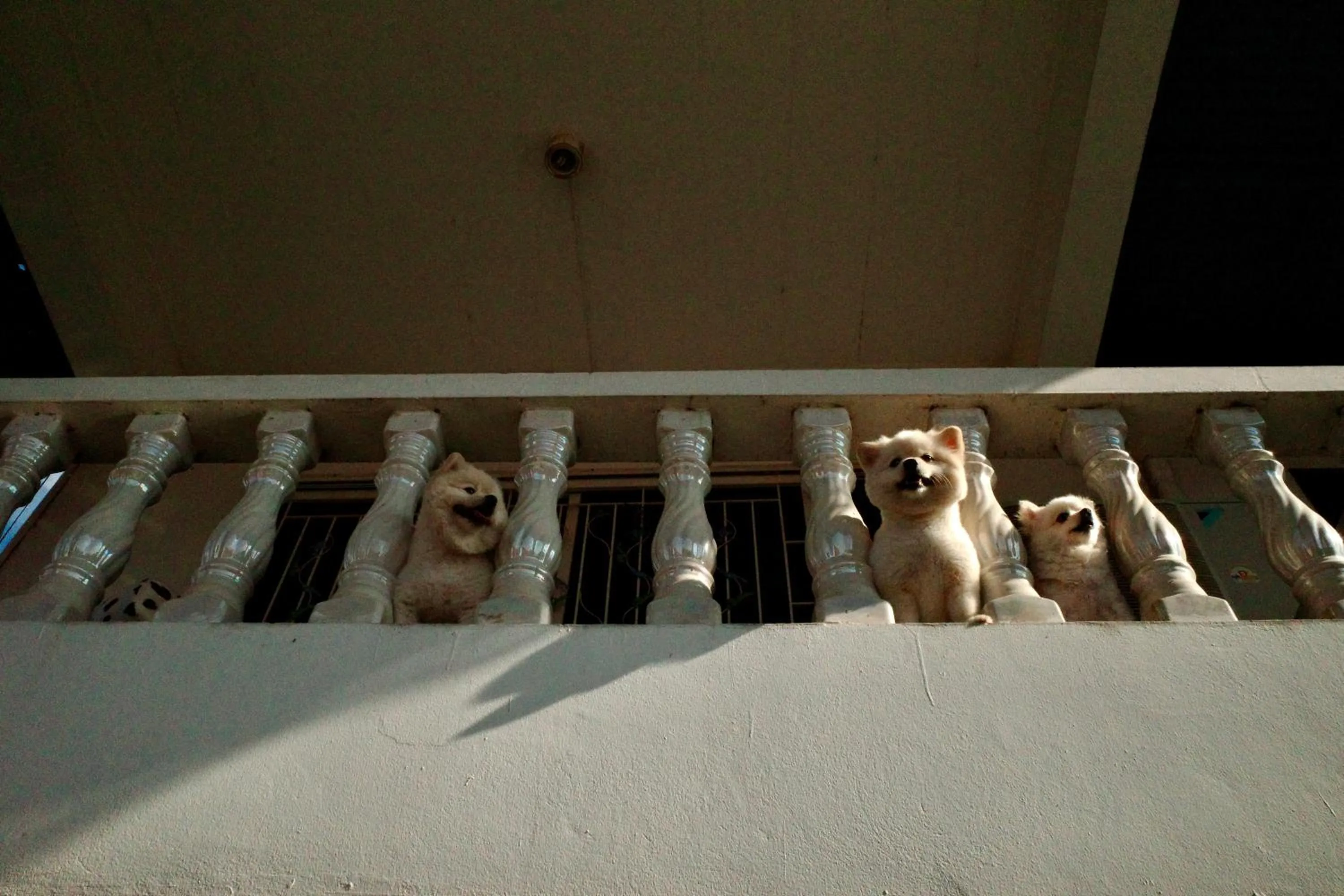 Pets in Your Home AYUTTHAYA