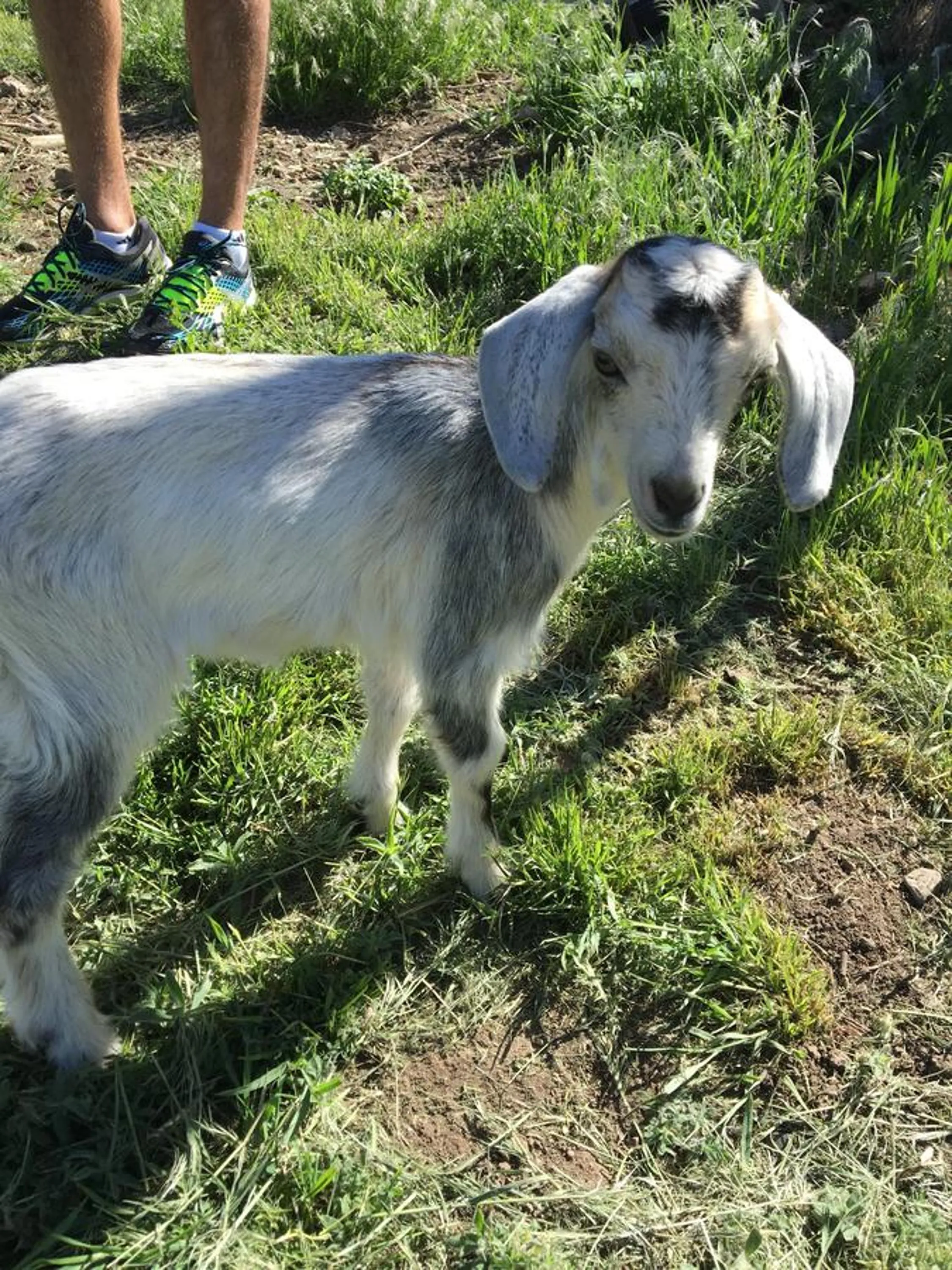 Property building in Taos Goji Farm & Eco-Lodge Retreat