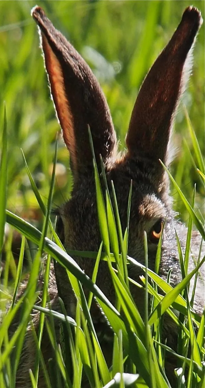 Animals in Taos Goji Farm & Eco-Lodge Retreat