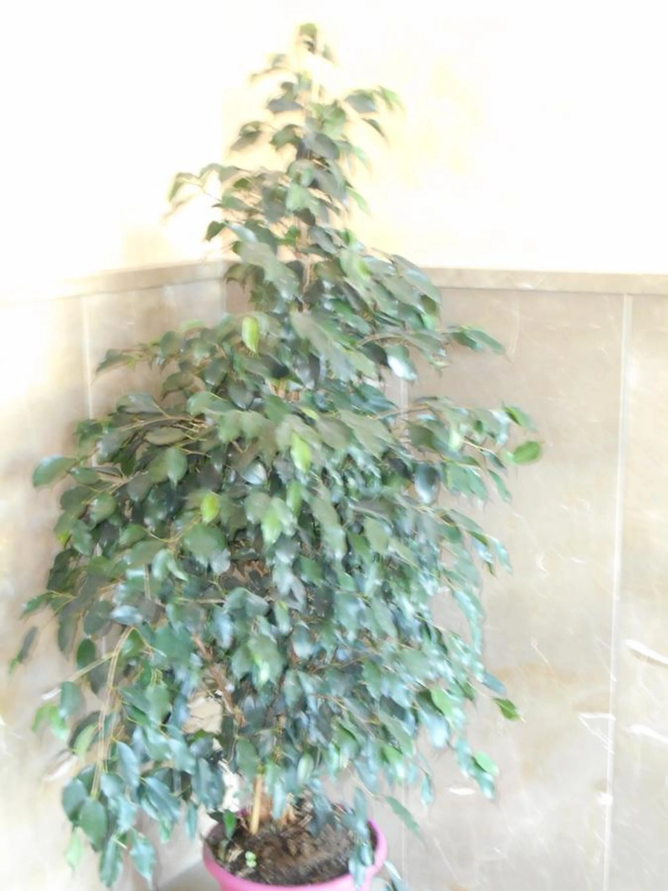 Property building in Martin House & Granada