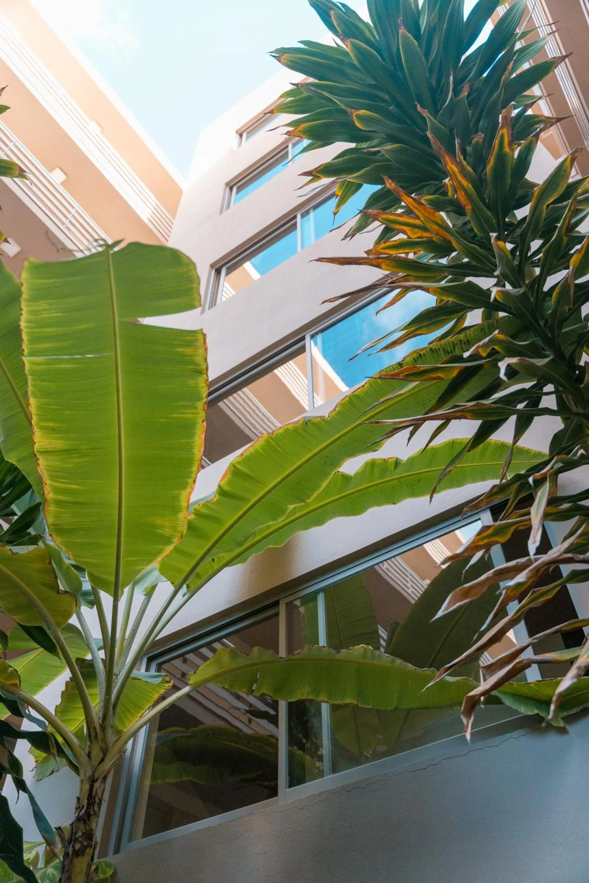 Garden in Las Rochas