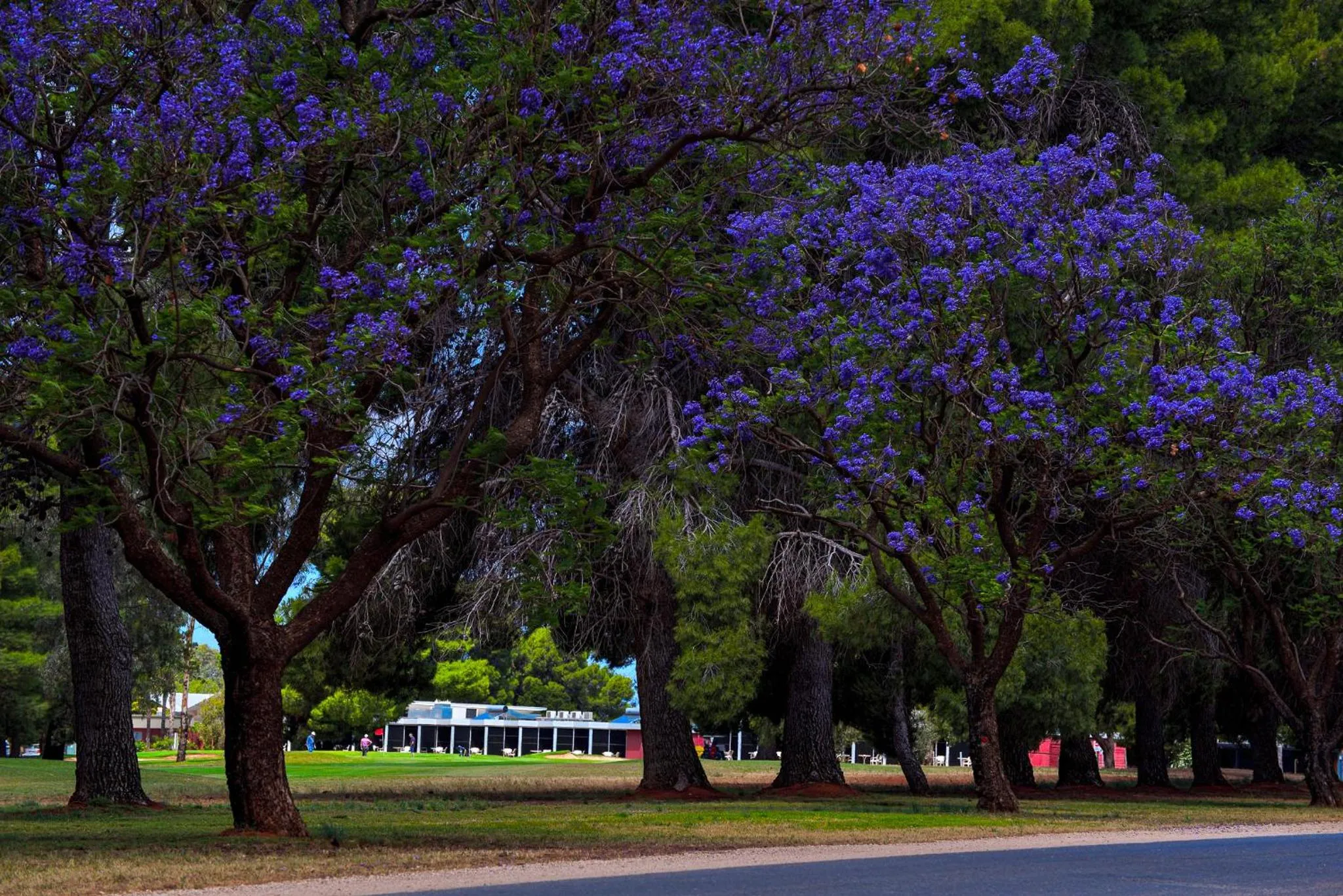 Area and facilities in Renmark Country Club