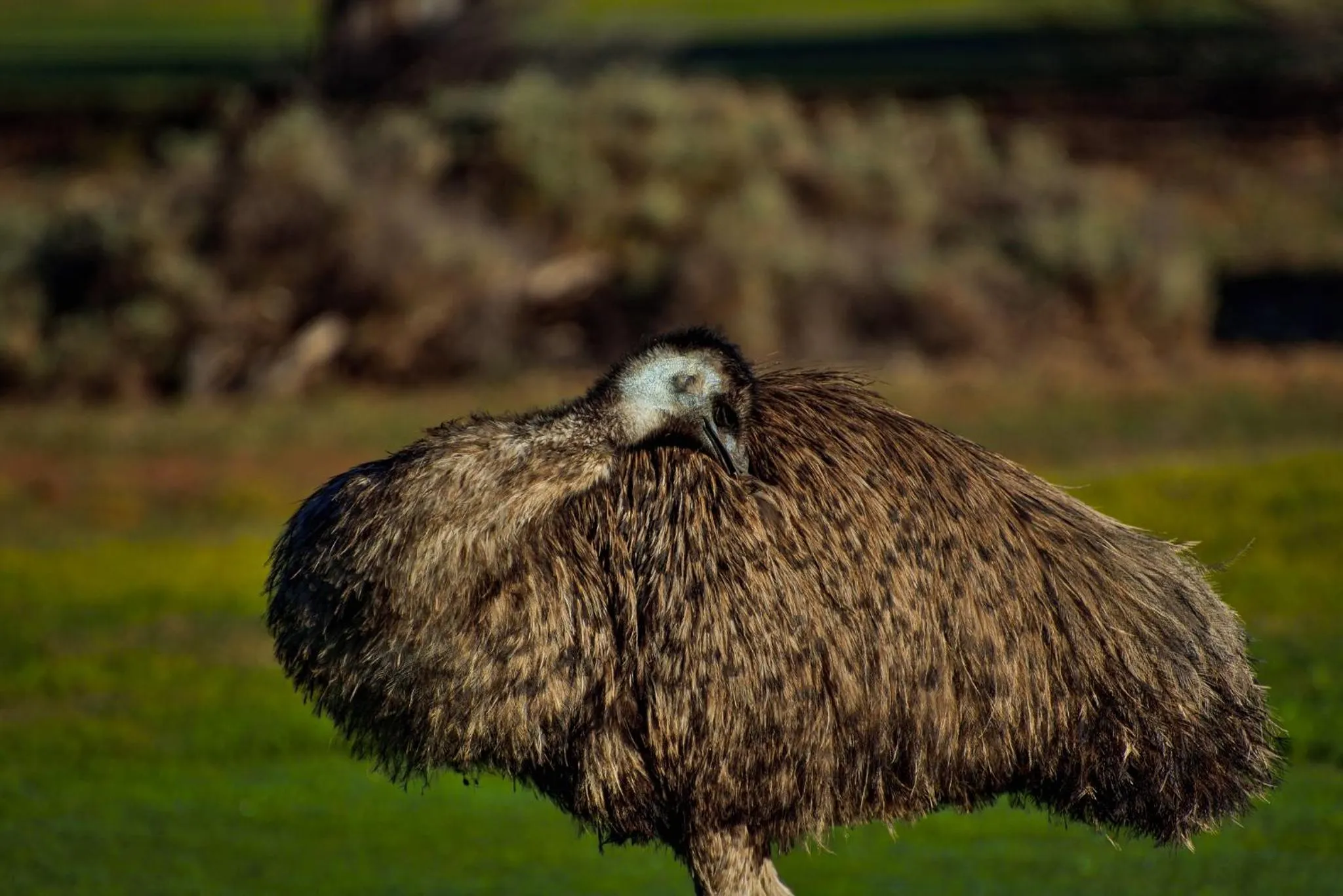 Animals in Renmark Country Club