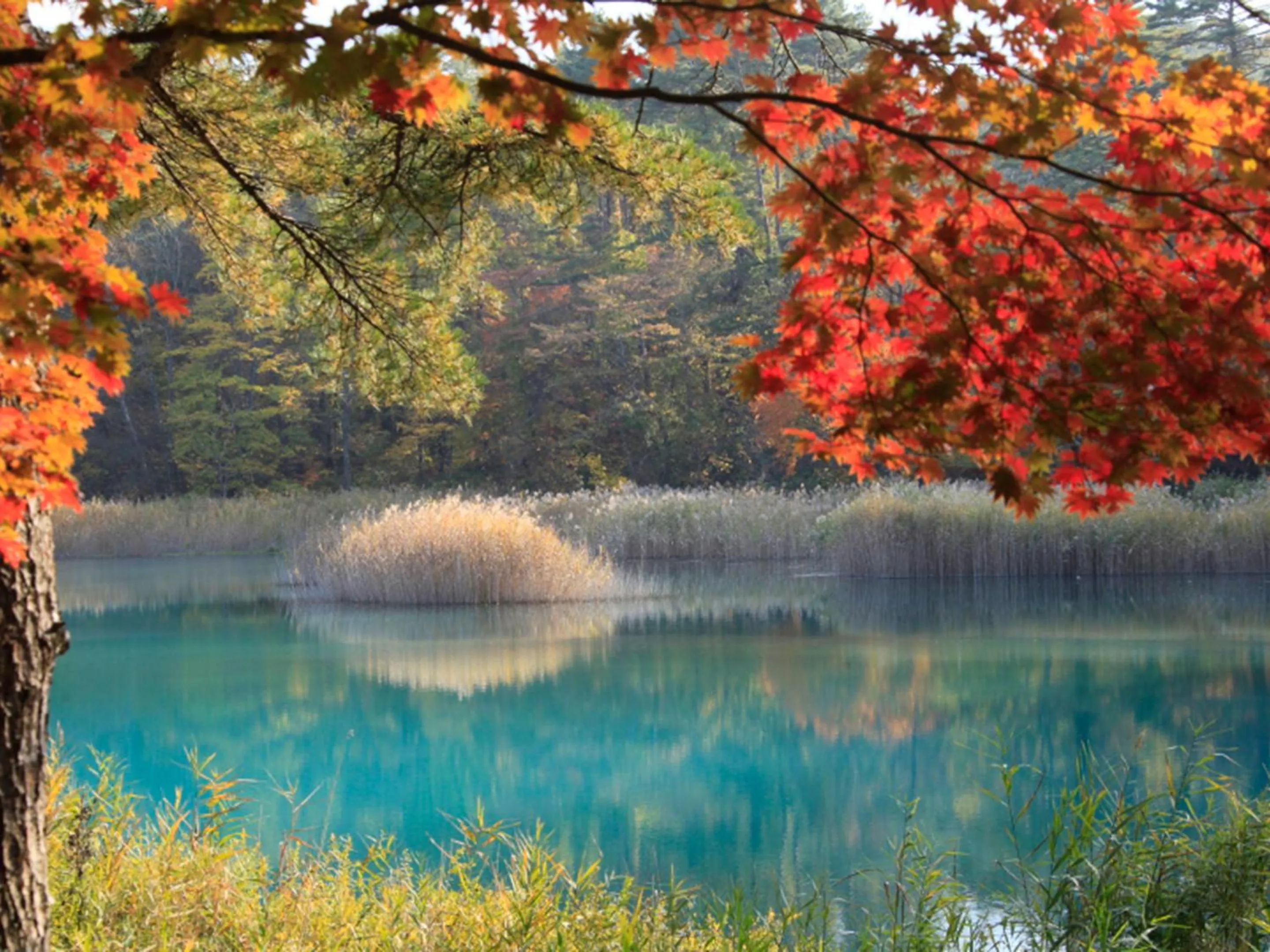 Autumn in Urabandai Lake Resort Goshiki no Mori