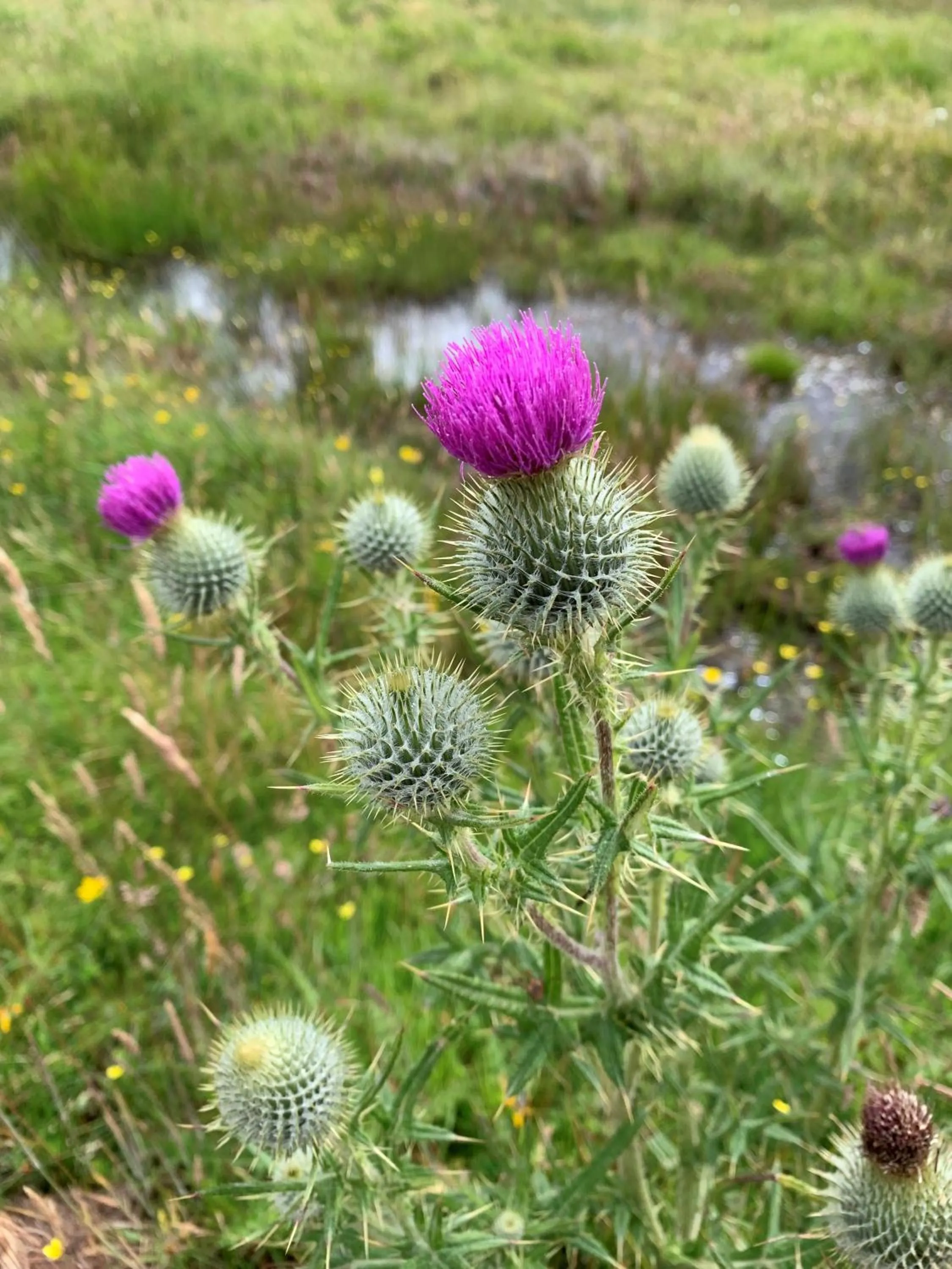 Natural landscape in The Corrie Hotel