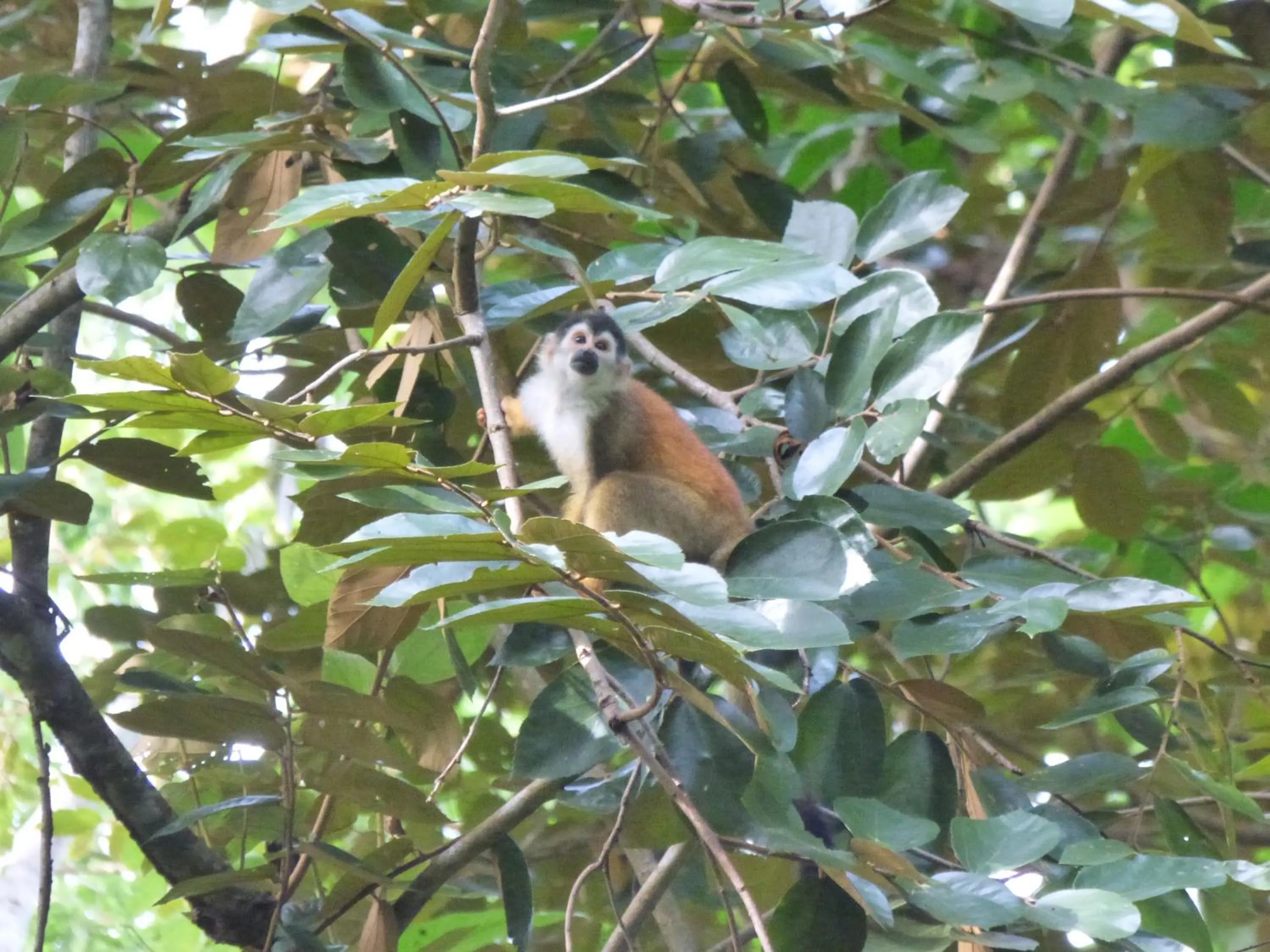 Animals in Corcovado Beach Lodge