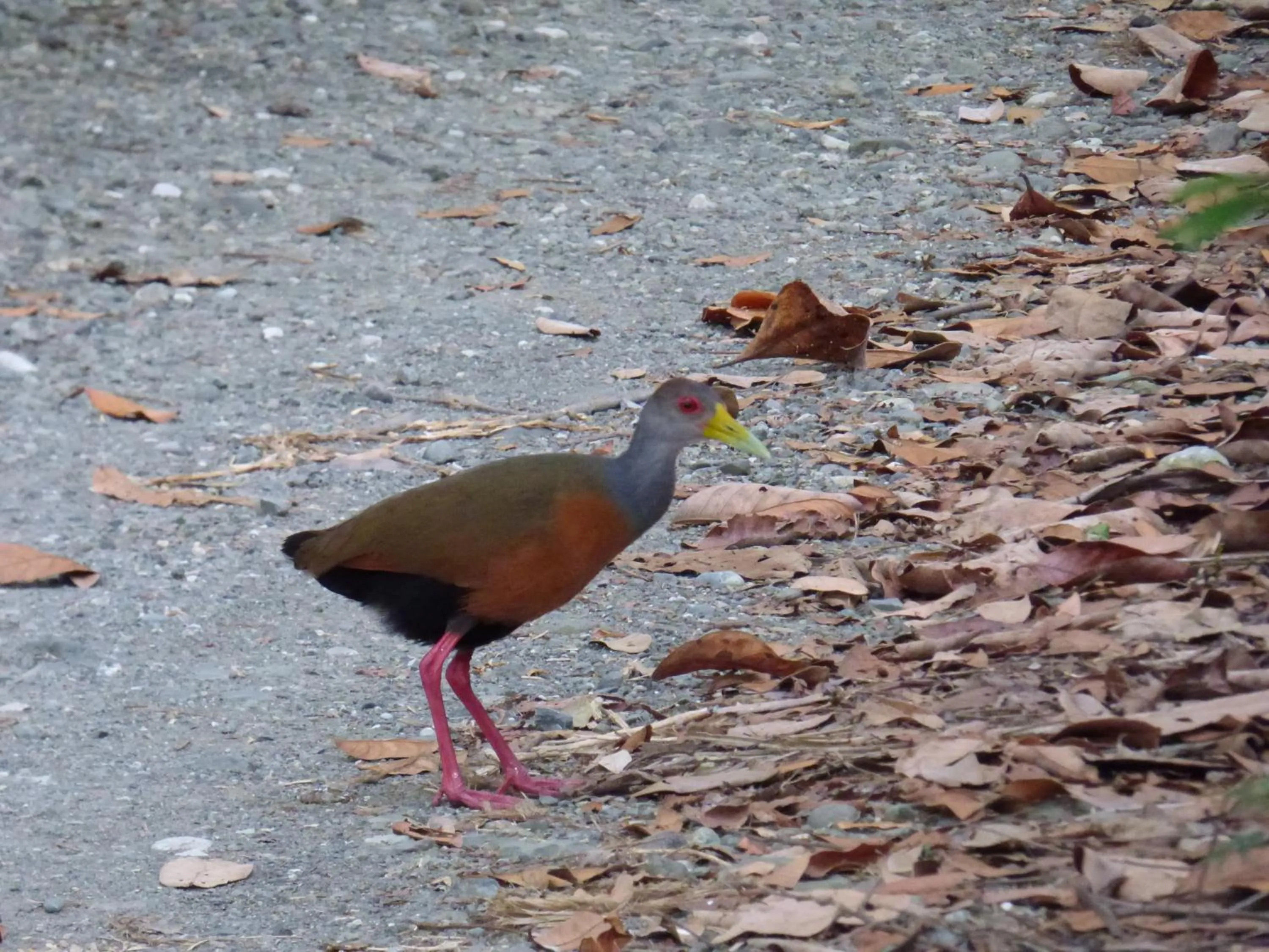 Animals in Corcovado Beach Lodge
