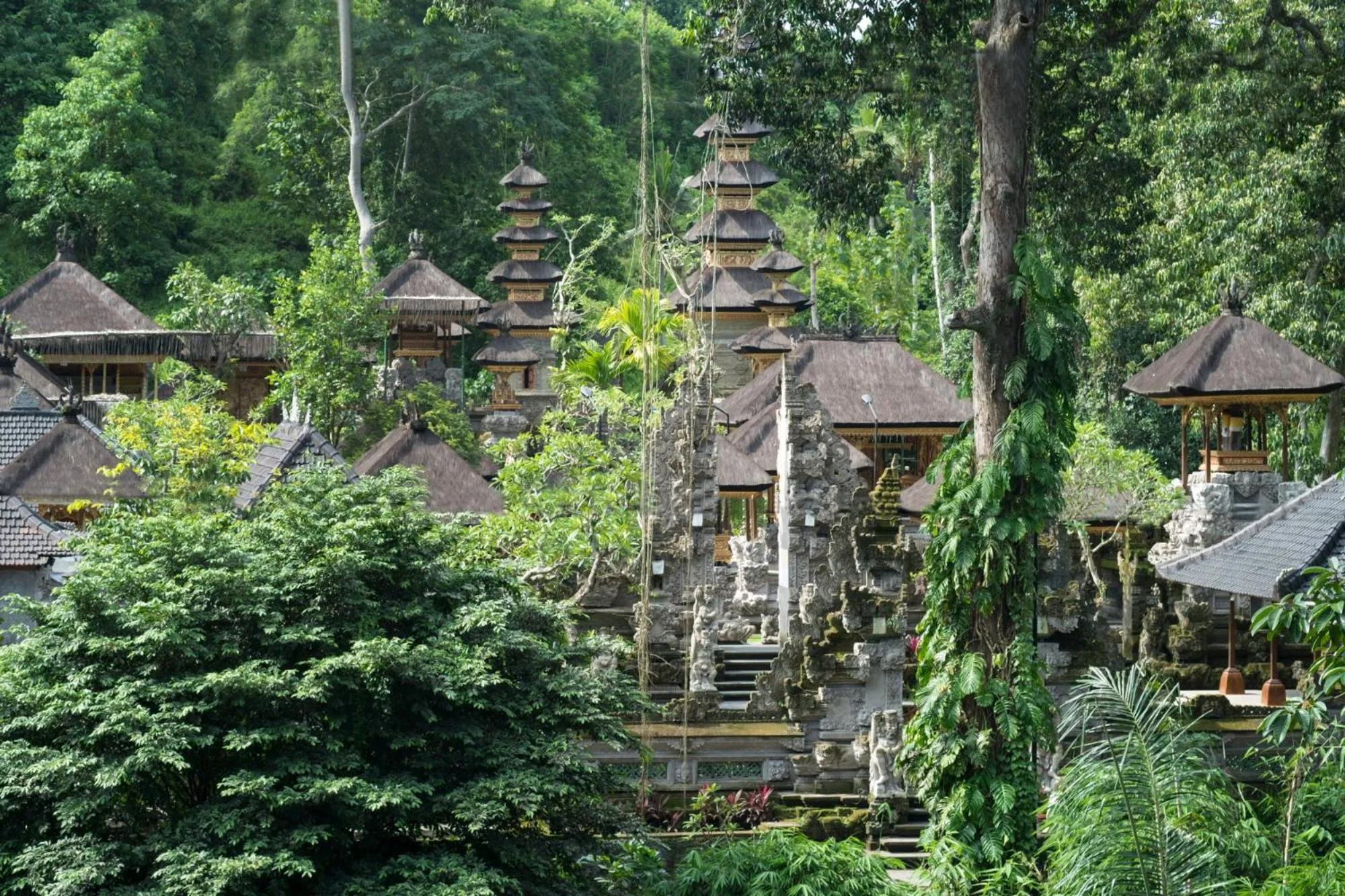 Animals in The Evitel Resort Ubud