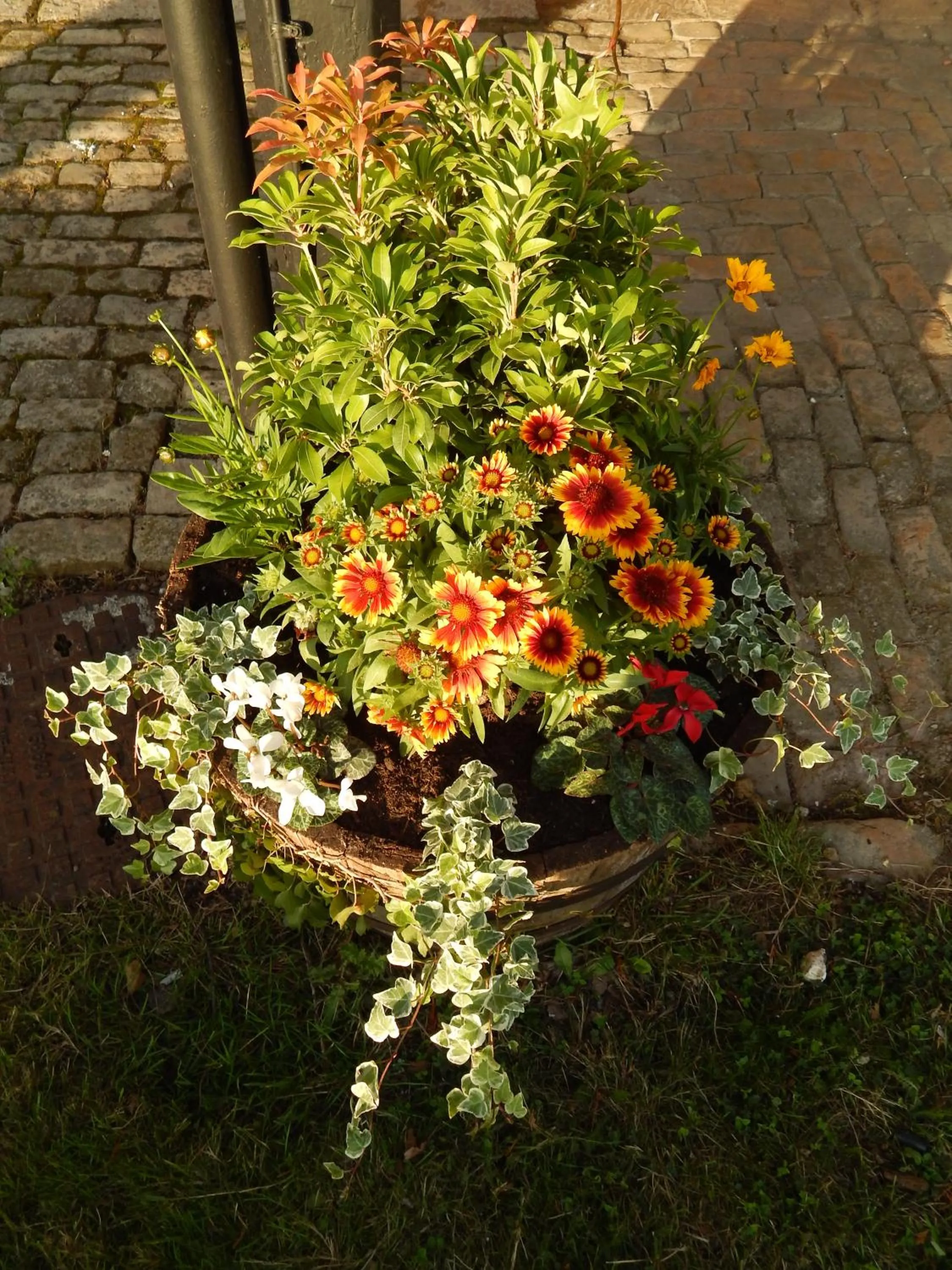 Garden in The Ivy House