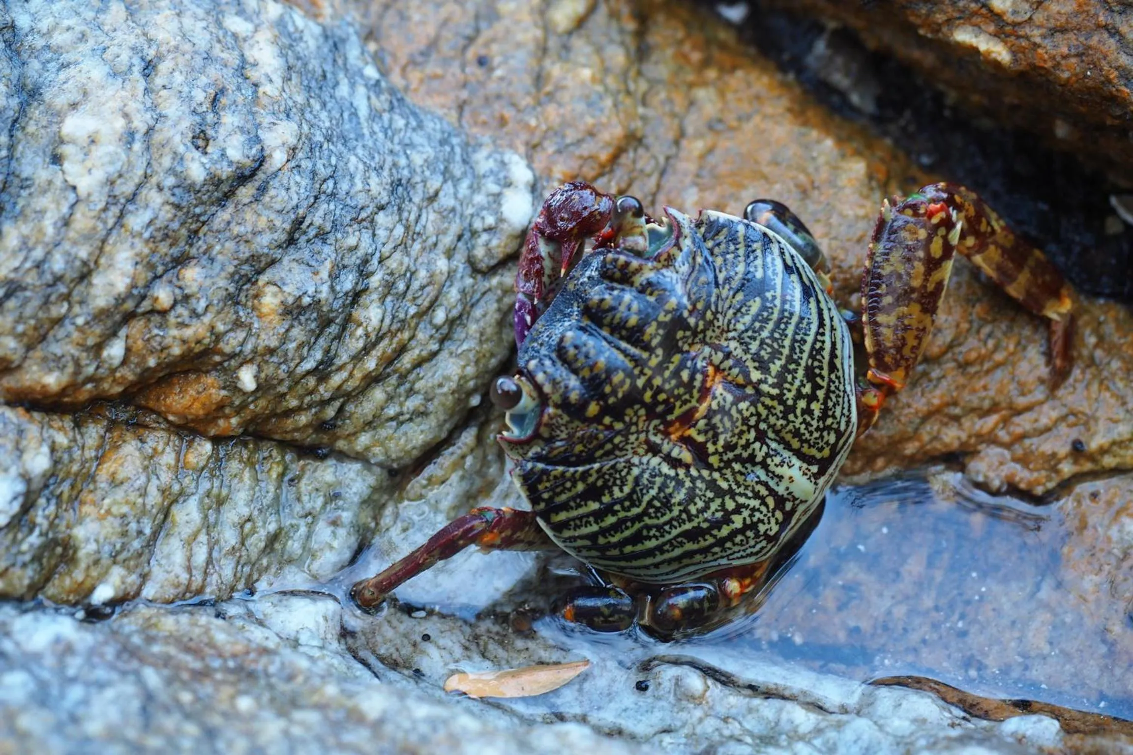 Animals in The C Samet Beach Resort SHA Plus