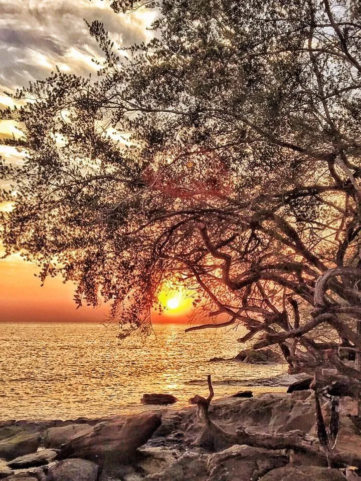 Natural landscape in The C Samet Beach Resort SHA Plus