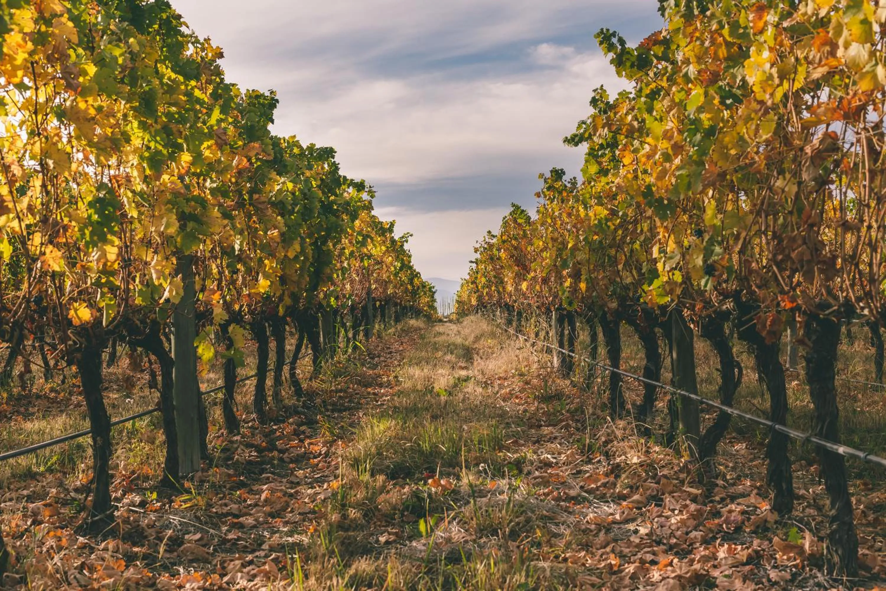 Spring in Rosell Boher Winery Lodge & Spa