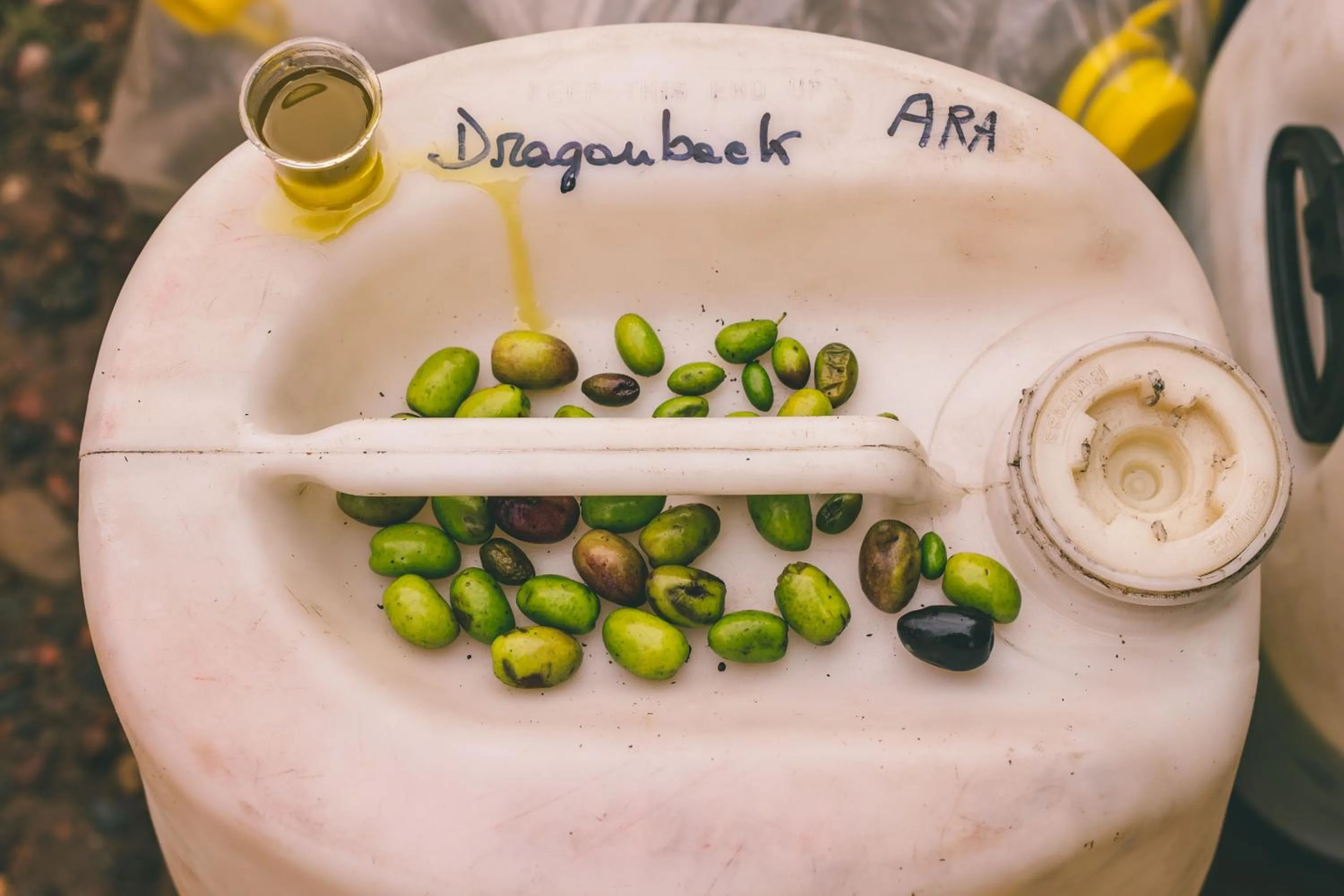 Food and drinks in Rosell Boher Winery Lodge & Spa