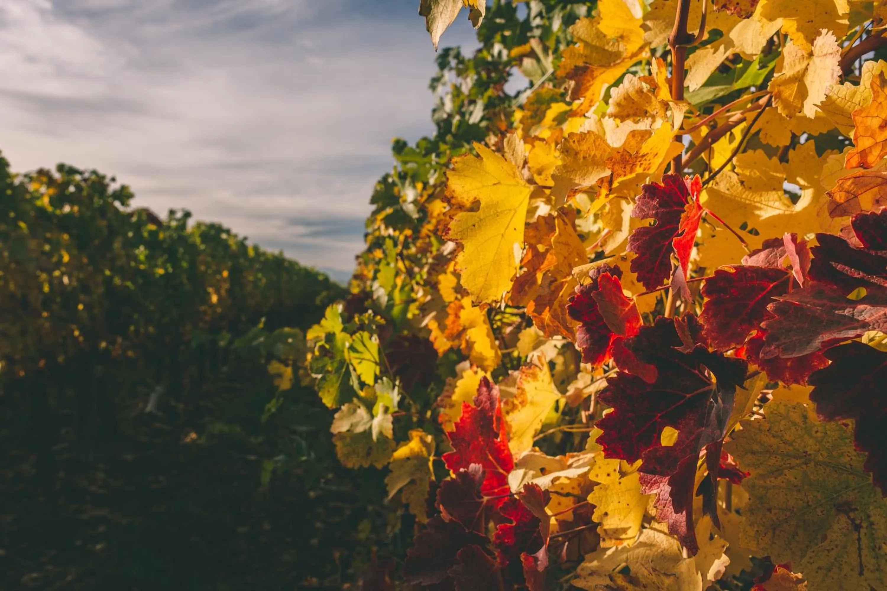 Spring in Rosell Boher Winery Lodge & Spa