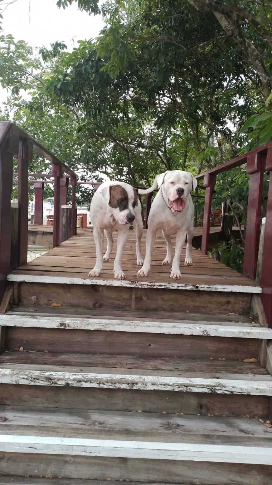 Pets in Tortugal Boutique River Lodge