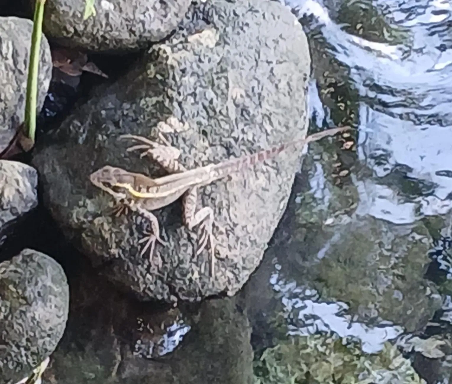 Day in Tortugal Boutique River Lodge