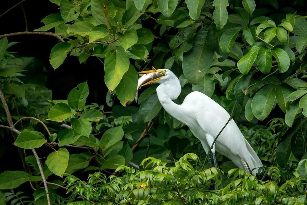 Property building in Tortugal Boutique River Lodge