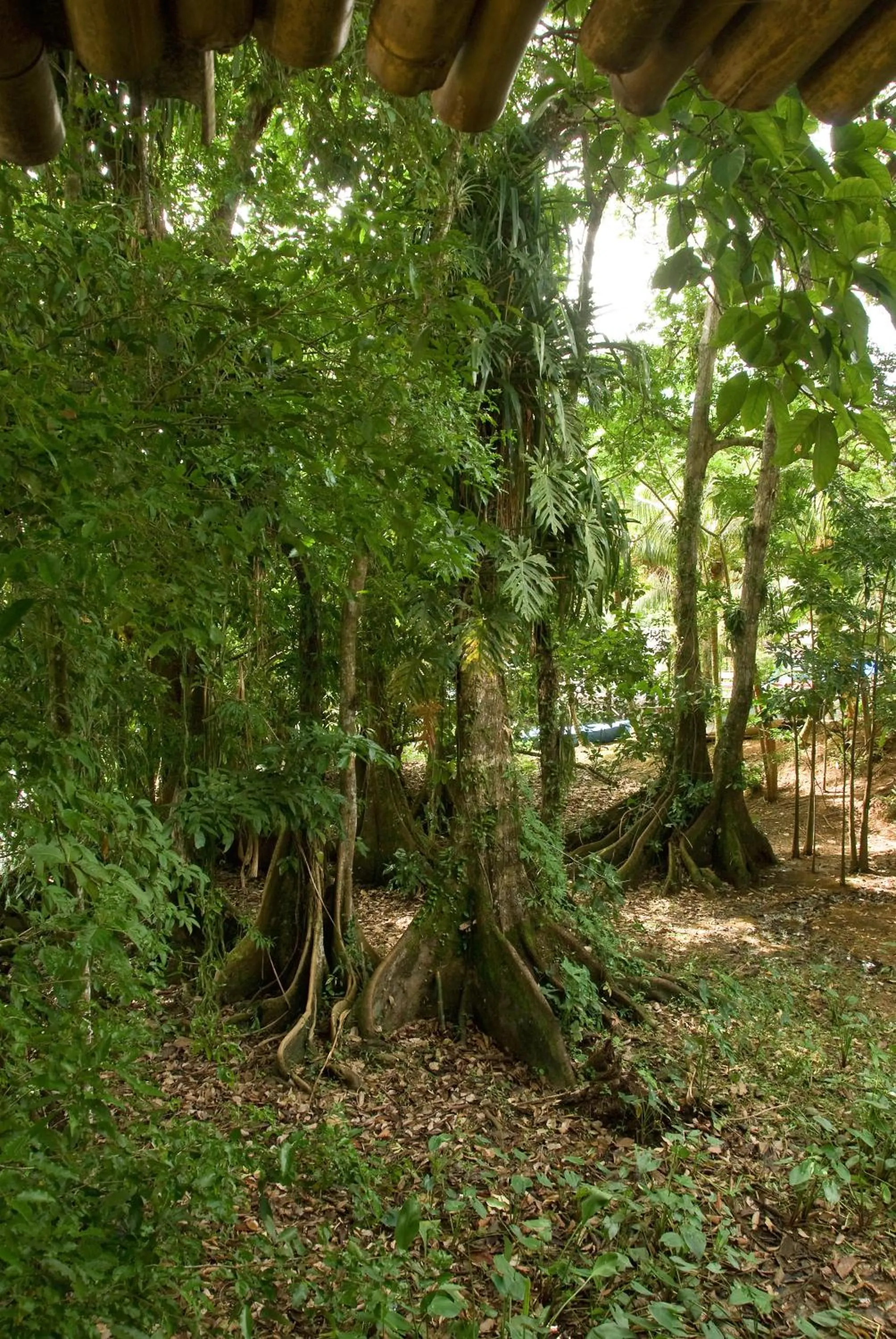 Spring in Tortugal Boutique River Lodge