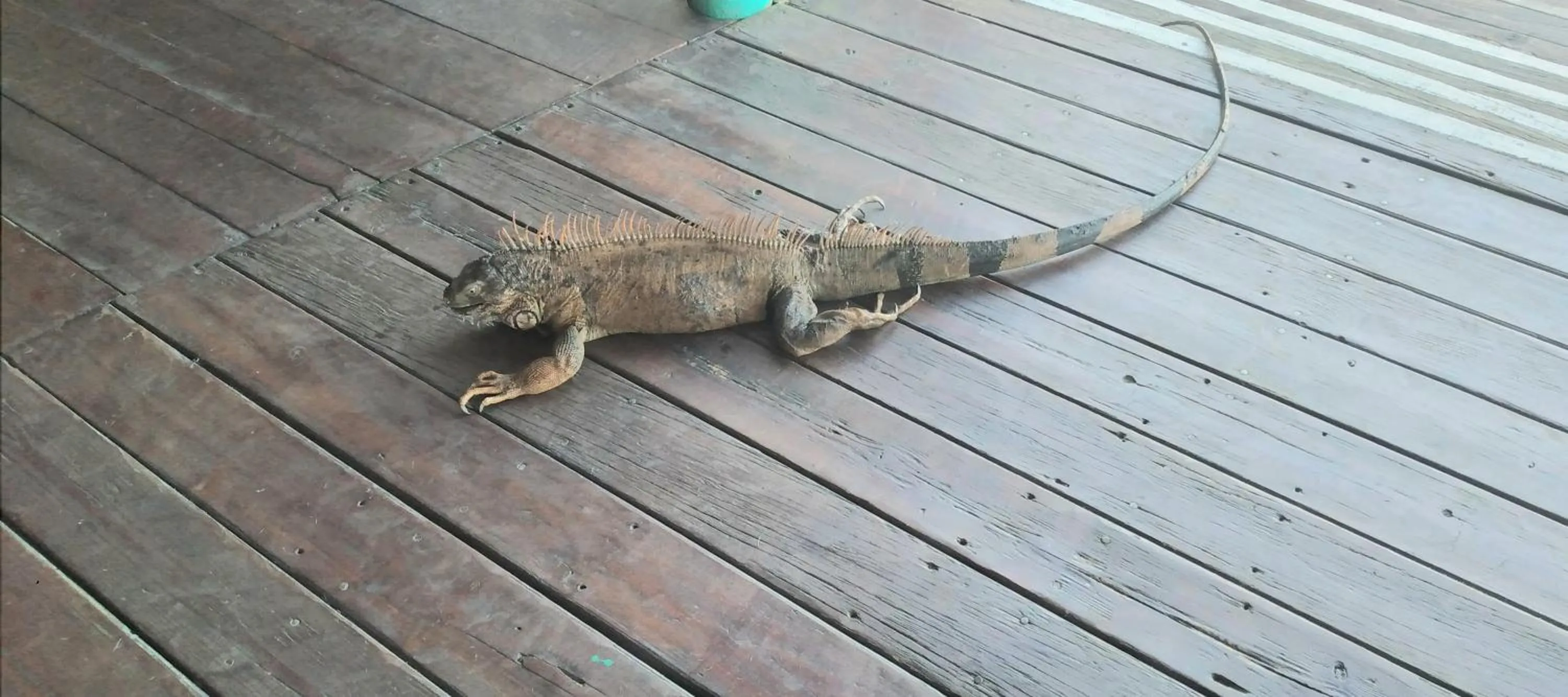 Property building in Tortugal Boutique River Lodge