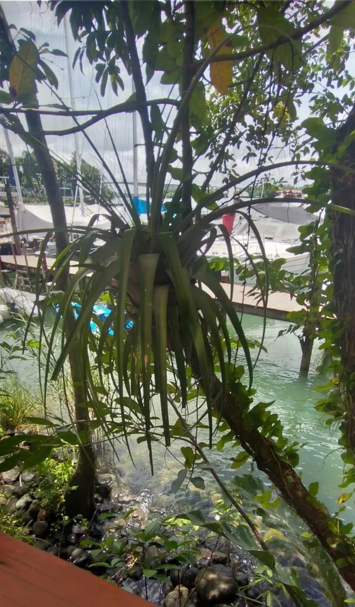 Spring in Tortugal Boutique River Lodge