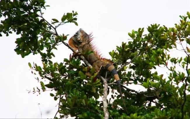 Day in Tortugal Boutique River Lodge