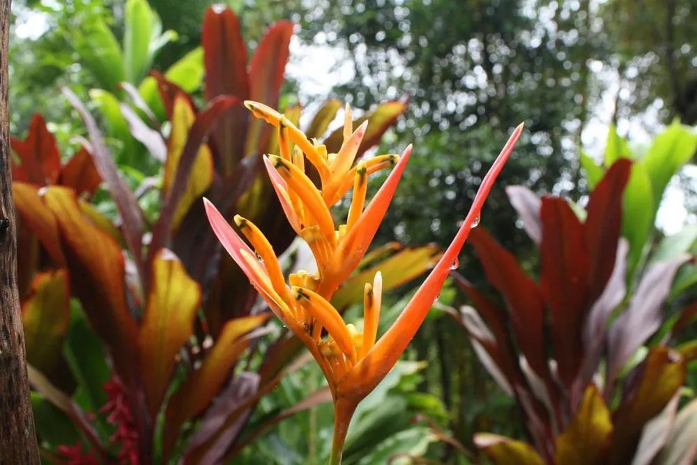 Spring in Tortugal Boutique River Lodge