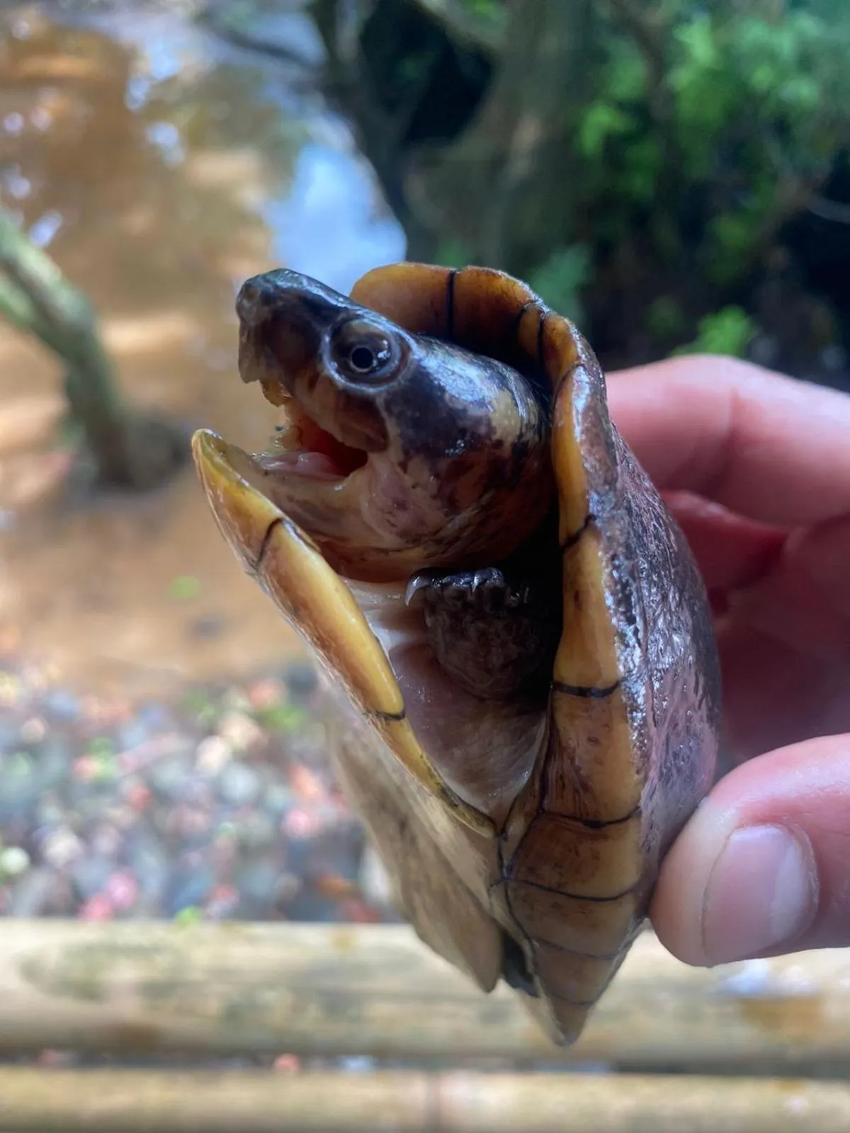 Spring in Tortugal Boutique River Lodge