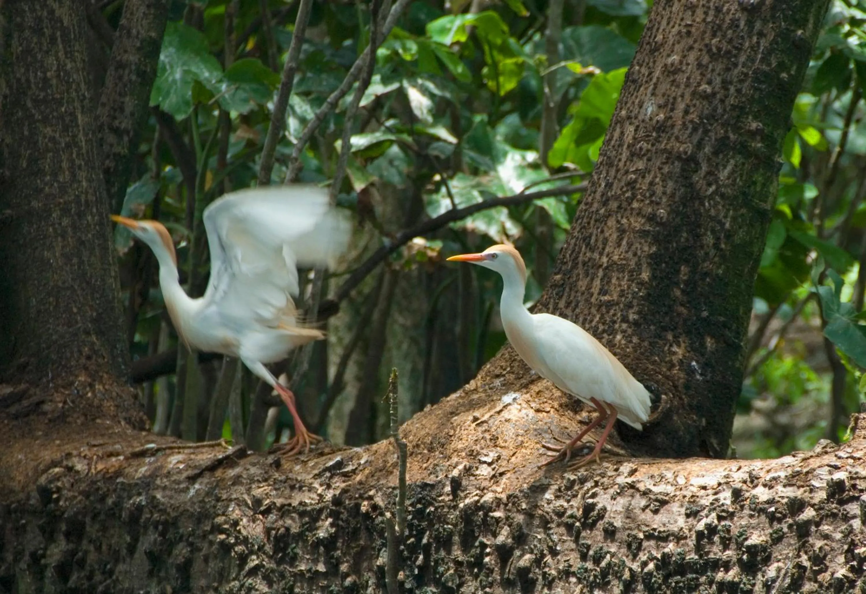 Restaurant/places to eat in Tortugal Boutique River Lodge