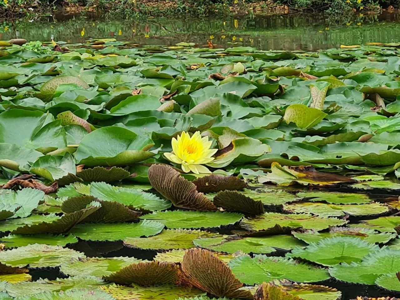 Spring in Tortugal Boutique River Lodge