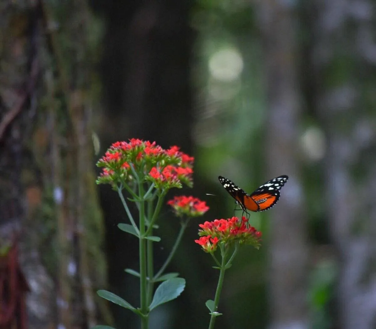 Spring in Tortugal Boutique River Lodge