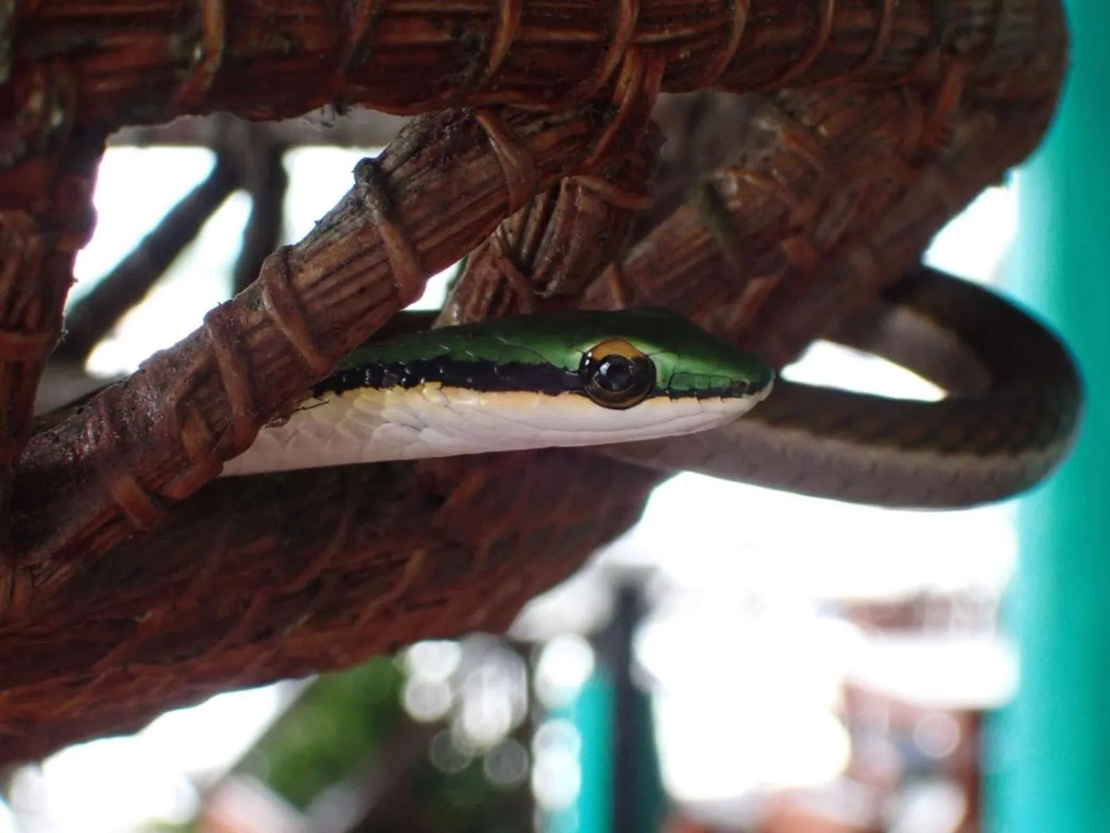 Property building in Tortugal Boutique River Lodge