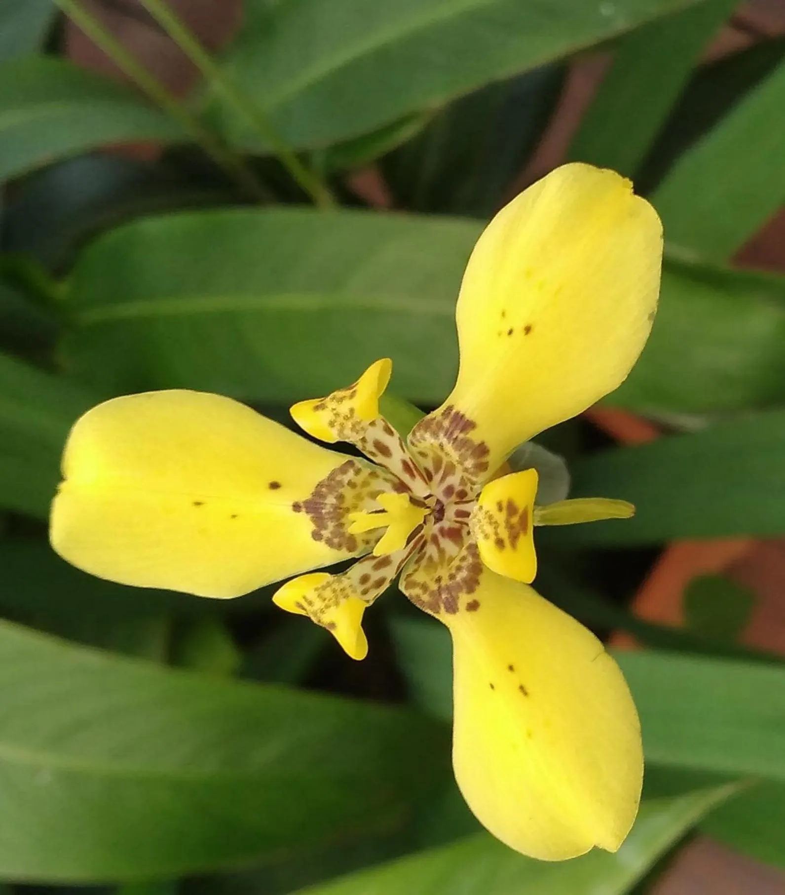 Spring in Tortugal Boutique River Lodge