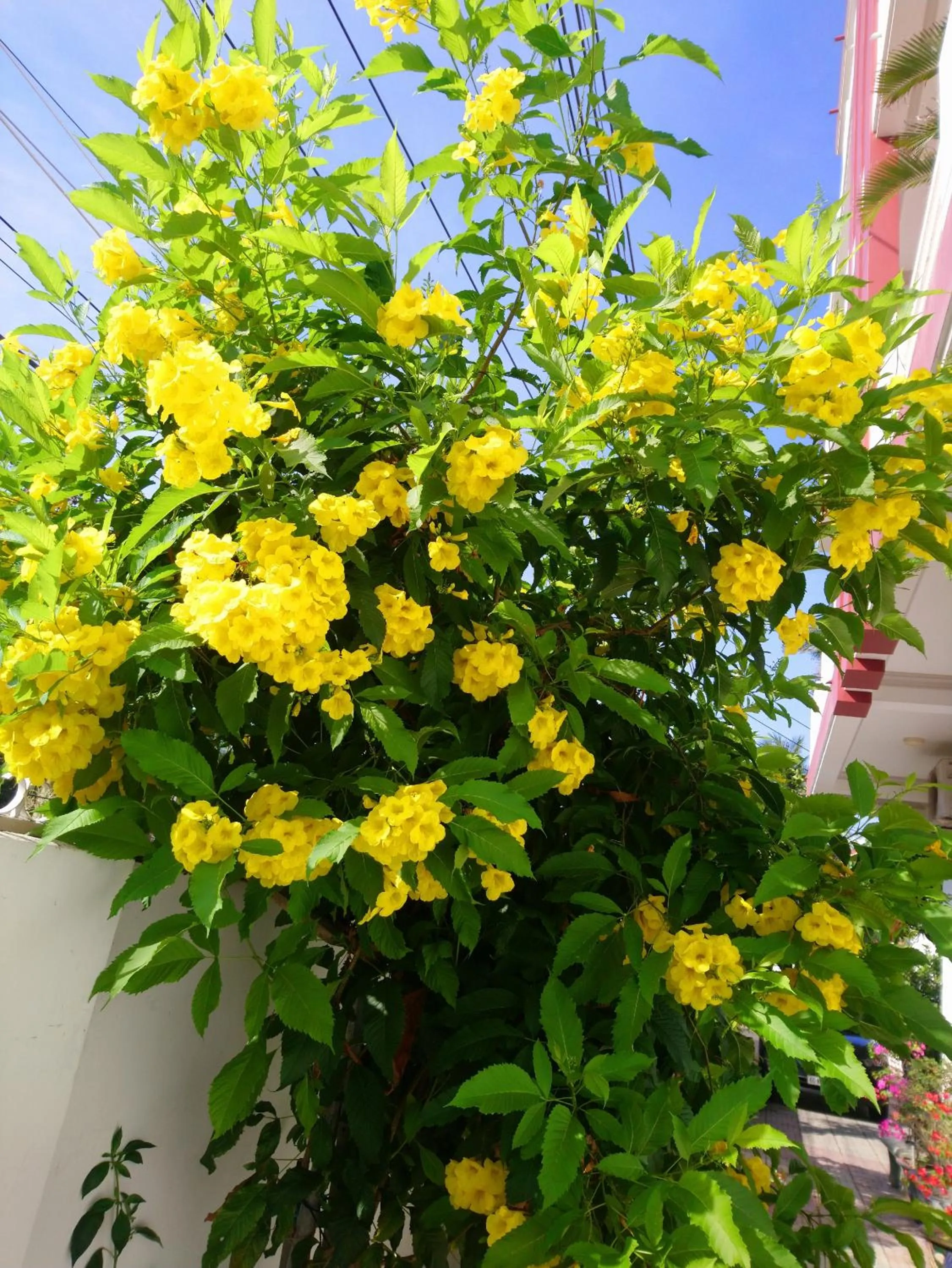 Hung Phuc Mui Ne Hotel