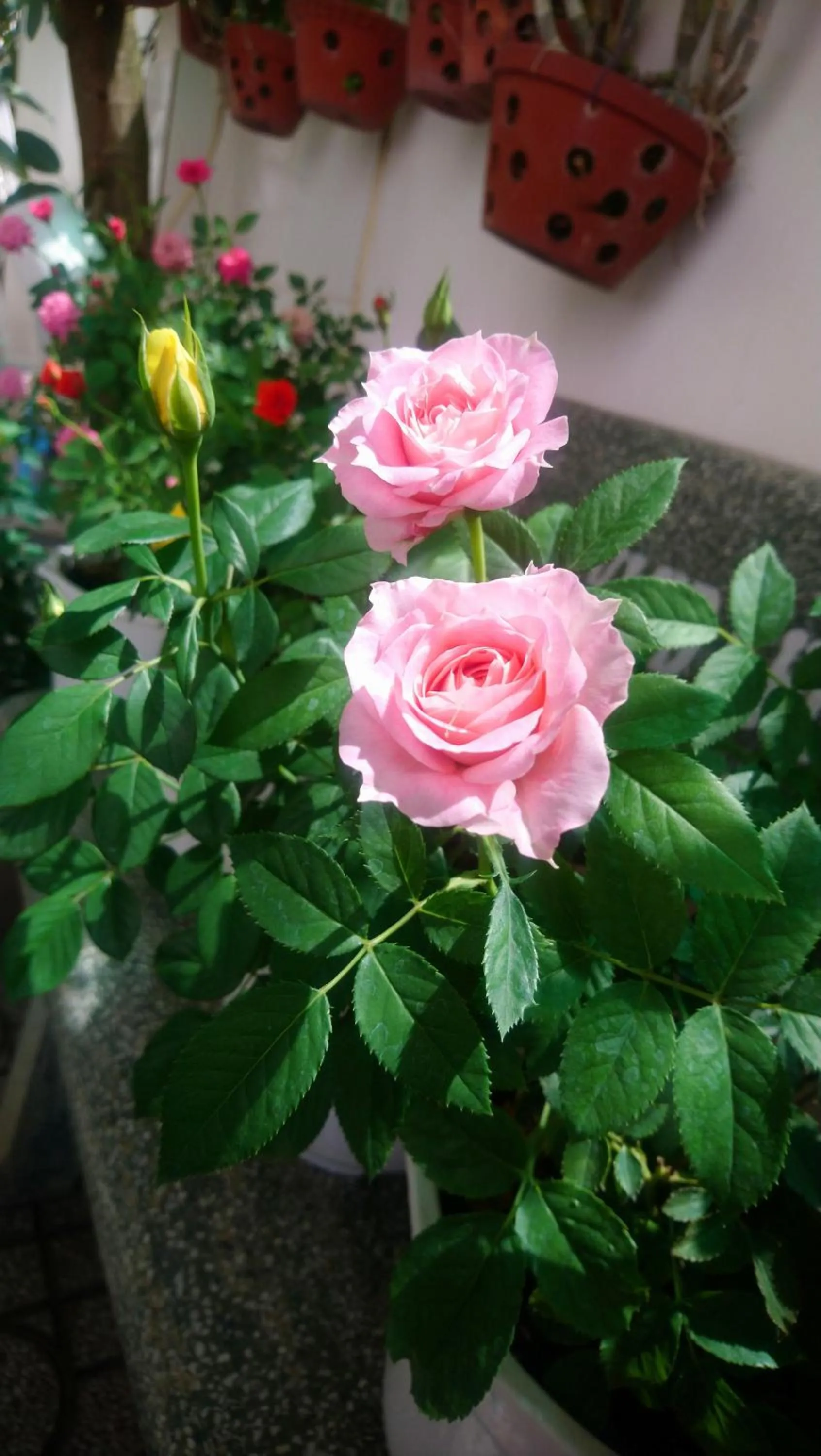 Garden in Hung Phuc Mui Ne Hotel
