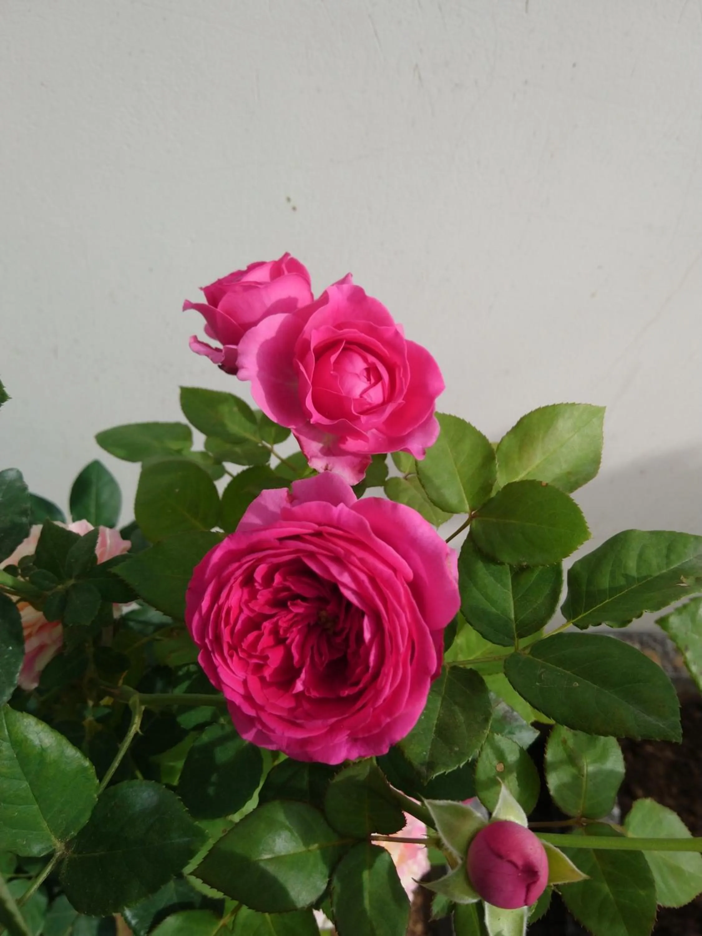 Garden in Hung Phuc Mui Ne Hotel