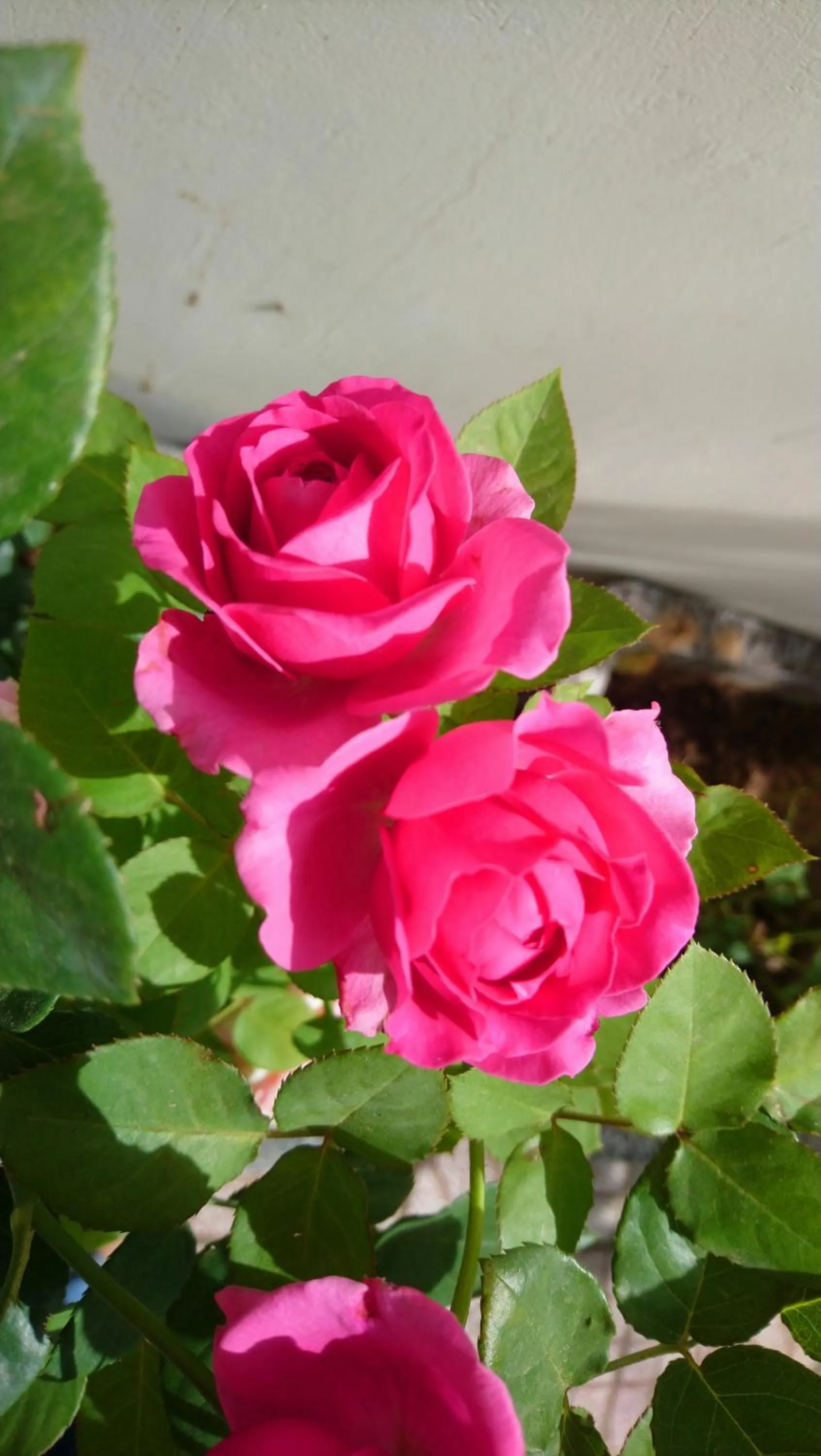 Garden in Hung Phuc Mui Ne Hotel