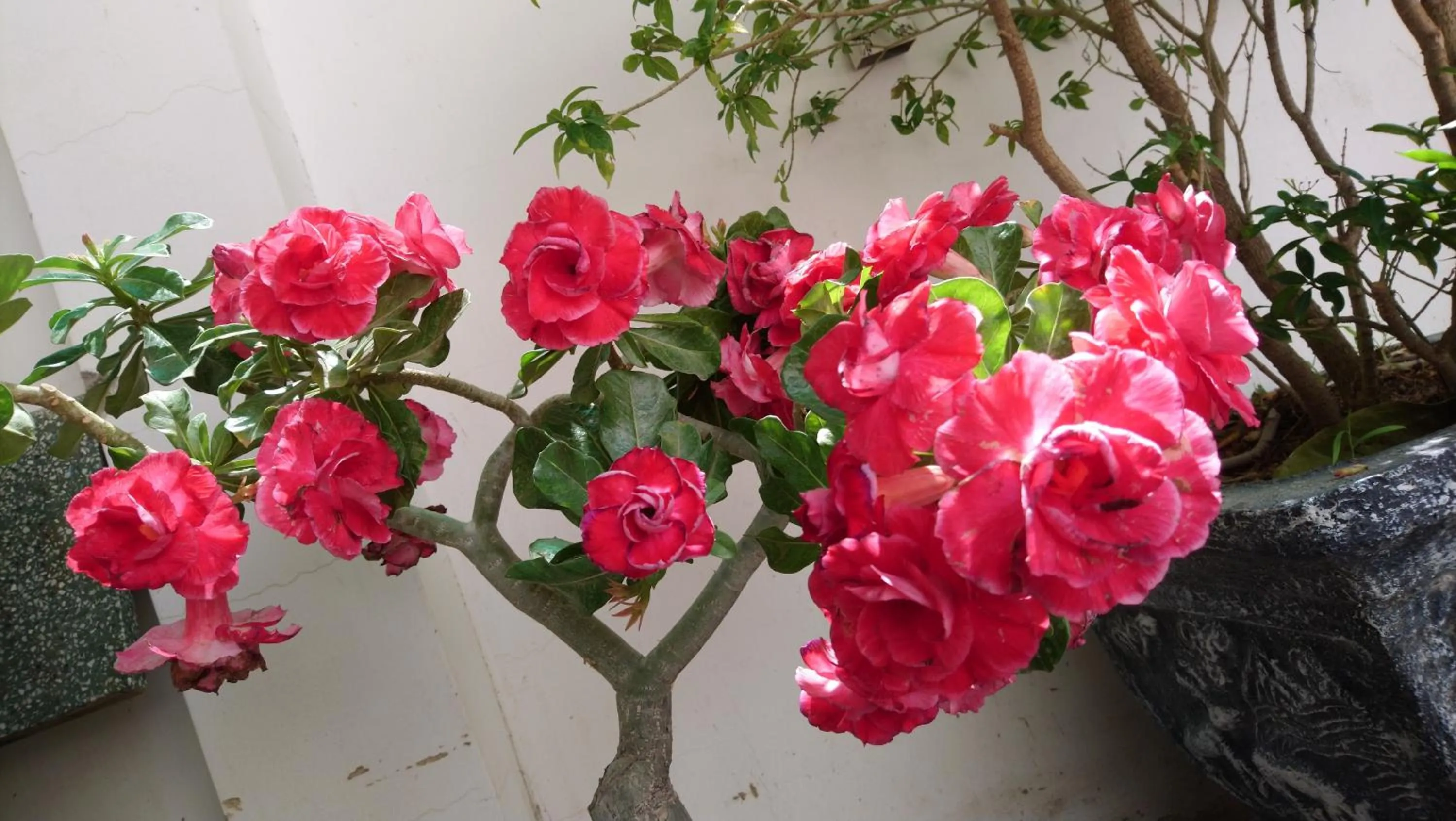 Garden in Hung Phuc Mui Ne Hotel