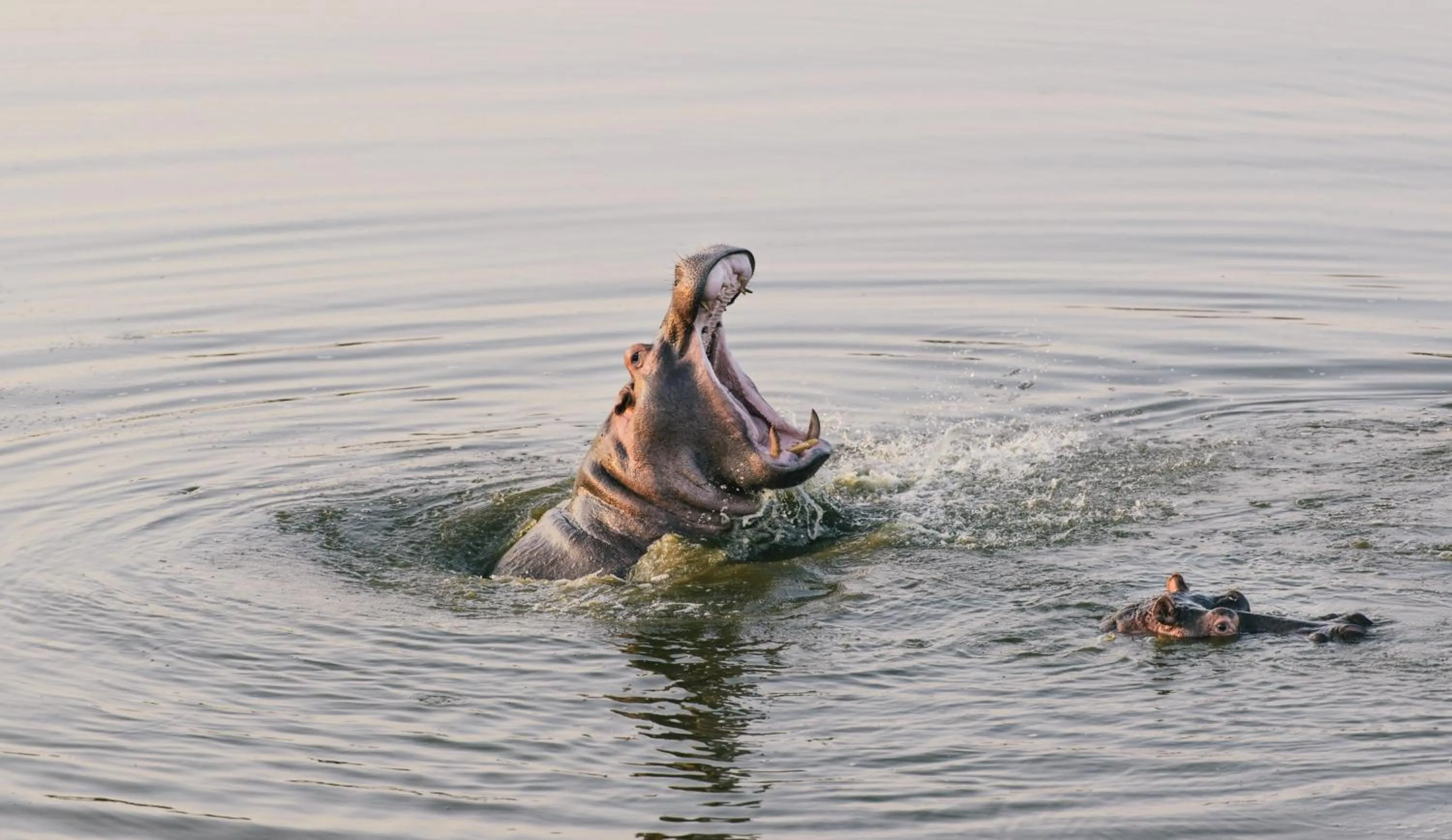 Animals in Monate Game Lodge