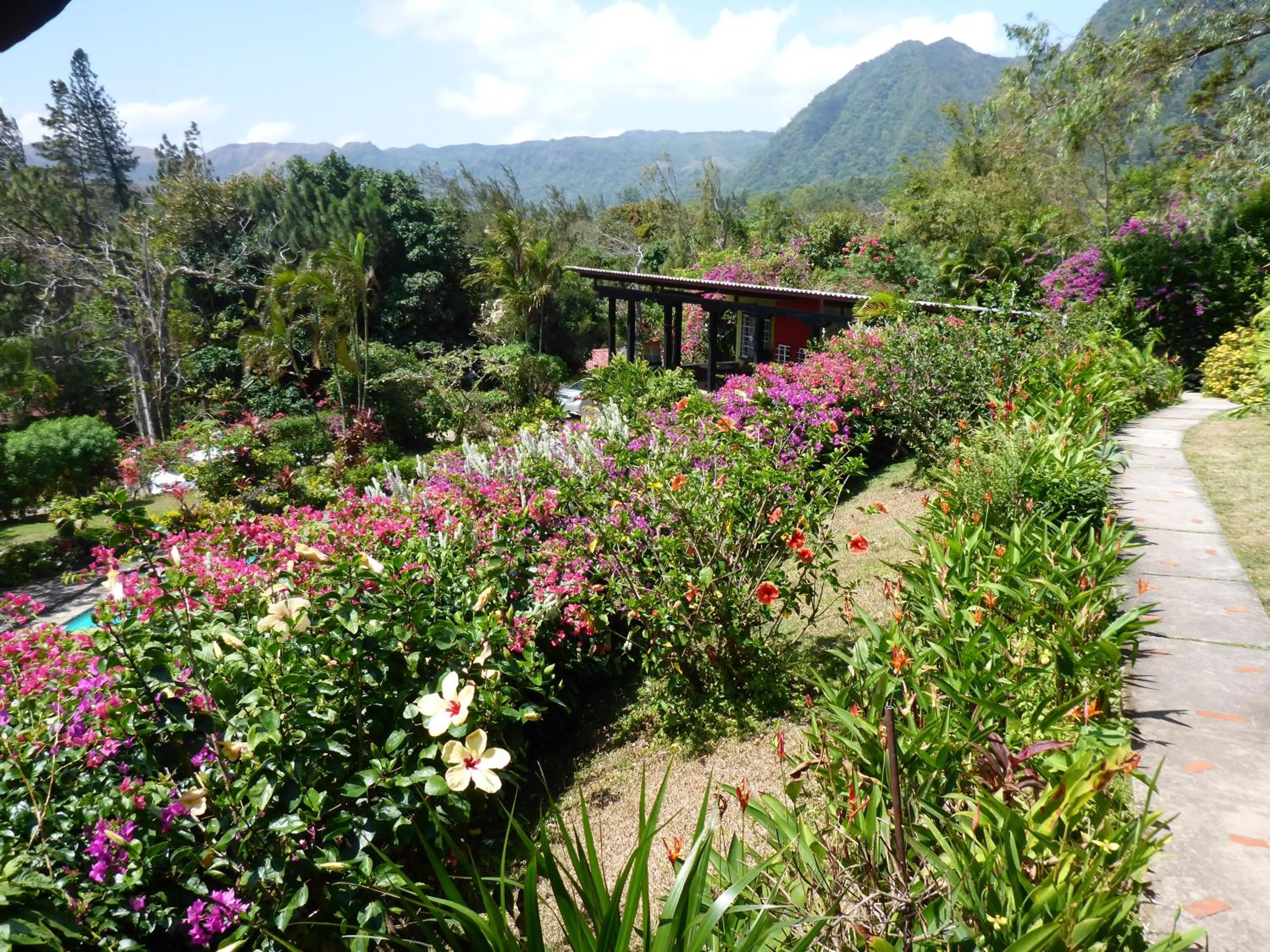 Garden in The Golden Frog Inn