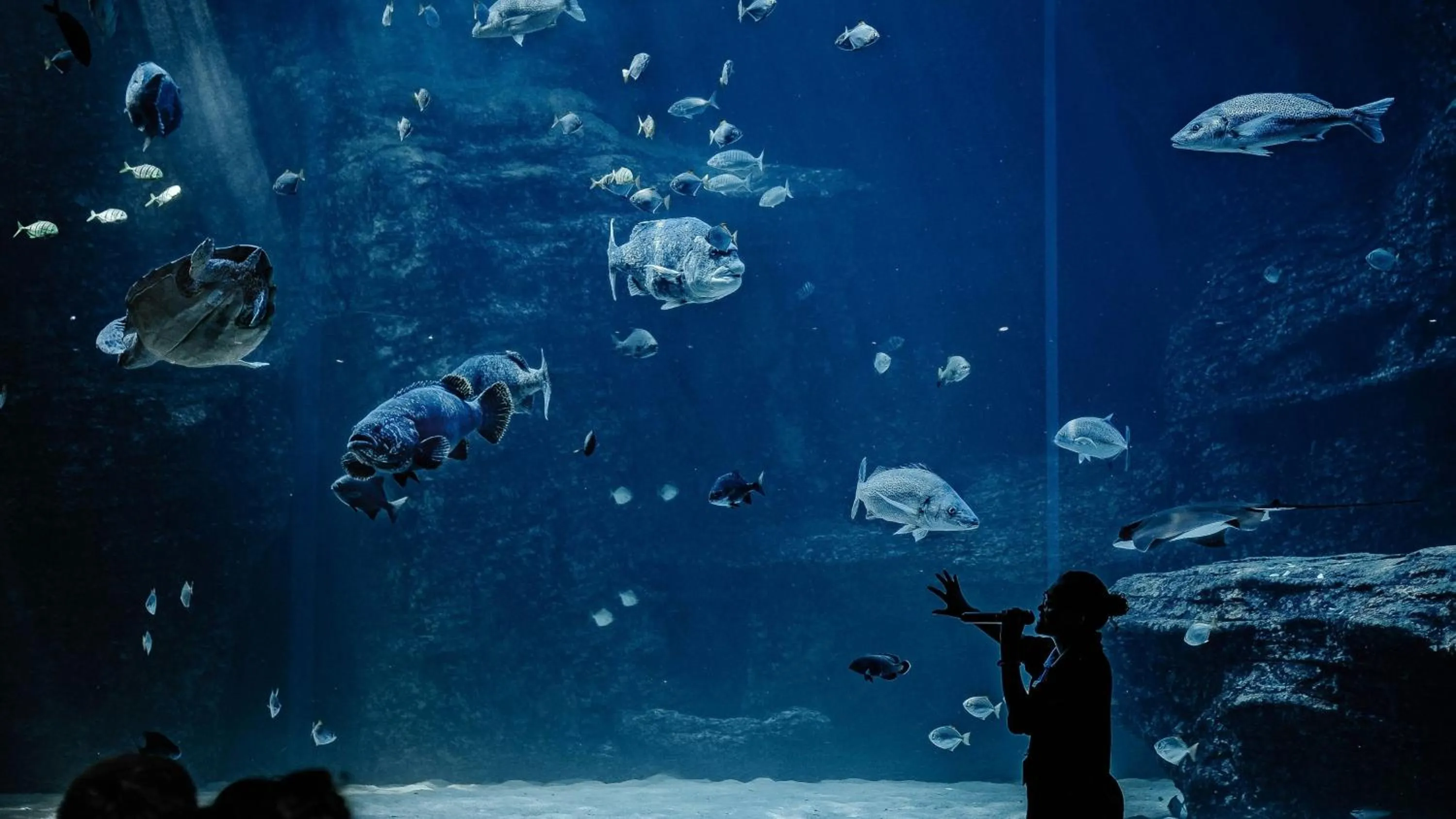 Area and facilities in Holiday Inn Express Cape Town City Centre by IHG