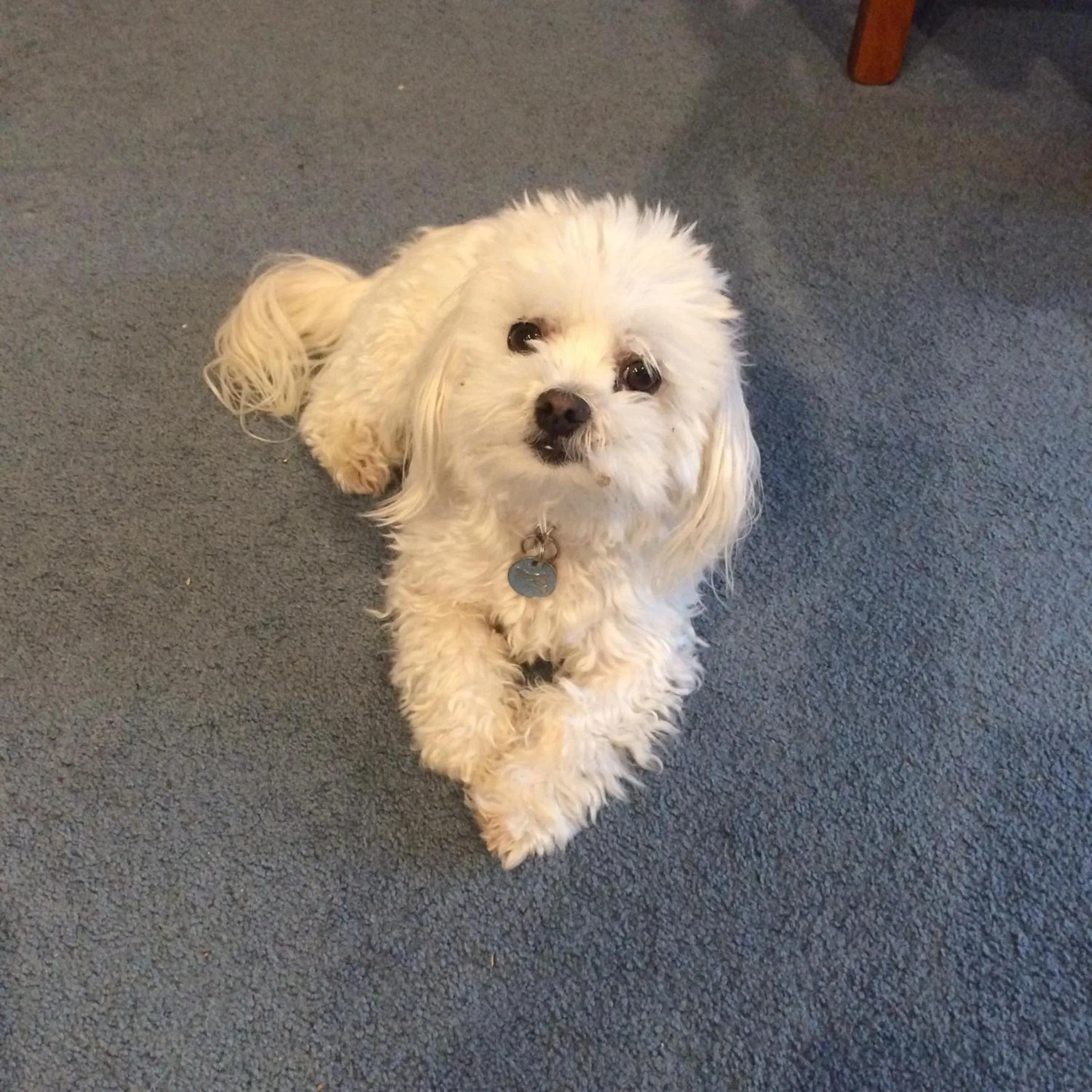 Pets in Noah's Boutique Accommodation Moeraki